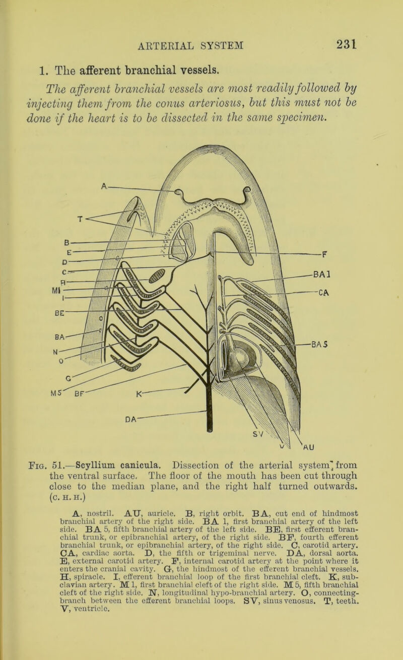 1. Tlie afferent branchial vessels. The afferent branchial vessels are most readily followed by injecting them from the conus arteriosus, but this must not be done if the heart is to be dissected in the same specimen. Eig. 51.—Scyllium canicula. Dissection of the arterial system' from the ventral surface. The floor of the mouth has been cut through close to the median plane, and the right half turned outwards, (c. H.H.) A, nostril. AU, auricle. B, right orbit. BA, cut end of hindmost branchial artery of the right side. BA 1, first branchial artery of the left side. BA 5, fifth branchial artery of the left side. BE, first efferent bran- chial trunk, or epibranchial artery, of the right side. BP, fourth efferent branchial trunk, or epibranchial artery, of the right side. C, carotid artery. CA, cardiac aorta. D, the fifth or trigeminal nerve. DA, dorsal aorta. E. external carotid artery. F, internal carotid artery at the point where it enters the cranial cavity. G-, the hindmost of the efferent branchial vessels. H, spiracle. I, efferent branchial loop of the first branchial cleft. K, sub- clavian artery. M 1, first branchial cleft of the right side. M 5, fifth branchial cleft of the right side. N, longitudinal hypo-branchial artery. O, connecting- branch between the efferent branchial loops. SV, sinus venosus. T, teeth. V, ventricle.