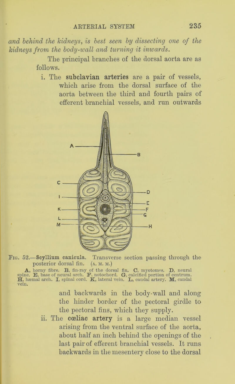 and behind the kidneys, is best seen by dissecting one of the kidneys from the body-wall and turning it inwards. The principal branches of the dorsal aorta are as follows. i. The subclavian arteries are a pair of vessels, which arise from the dorsal surface of the aorta between the third and fourth pairs of efferent branchial vessels, and run outwards Eig. 52.—Scyllium canicula. Transverse section passing through the posterior dorsal fin. (a. m. m.) A, liorny fibre. B, fin-ray of the dorsal fin. C, myotomes. D, neural spine. E, base of neural arch. F. notochord. G, calcified portion of centrum. H, hsemal arch. I, spinal cord. K, lateral vein. L, caudal artery. M, caudal vein. and backwards in the body-wall and along the hinder border of the pectoral girdle to the pectoral fins, which they supply, ii. The coeliac artery is a large median vessel arising from the ventral surface of the aorta, about half an inch behind the openings of the last pair of efferent branchial vessels. It runs backwards in the mesentery close to the dorsal