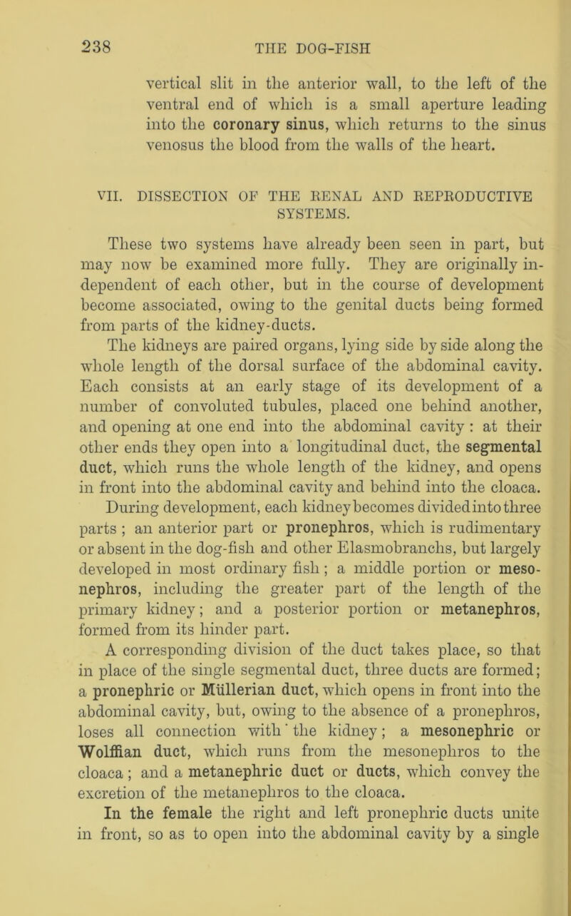 vertical slit in the anterior wall, to the left of the ventral end of which is a small aperture leading into the coronary sinus, which returns to the sinus venosus the blood from the walls of the heart. VII. DISSECTION OF THE RENAL AND REPRODUCTIVE SYSTEMS. These two systems have already been seen in part, but may now be examined more fully. They are originally in- dependent of each other, but in the course of development become associated, owing to the genital ducts being formed from parts of the kidney-ducts. The kidneys are paired organs, lying side by side along the whole length of the dorsal surface of the abdominal cavity. Each consists at an early stage of its development of a number of convoluted tubules, placed one behind another, and opening at one end into the abdominal cavity : at their other ends they open into a longitudinal duct, the segmental duct, which runs the whole length of the kidney, and opens in front into the abdominal cavity and behind into the cloaca. During development, each kidney becomes divided into three parts ; an anterior part or pronephros, which is rudimentary or absent in the dog-fisli and other Elasmobranchs, but largely developed in most ordinary fish; a middle portion or meso- nephros, including the greater part of the length of the primary kidney; and a posterior portion or metanephros, formed from its hinder part. A corresponding division of the duct takes place, so that in place of the single segmental duct, three ducts are formed; a pronephric or Mullerian duct, which opens in front into the abdominal cavity, but, owing to the absence of a pronephros, loses all connection with' the kidney; a mesonephric or Wolffian duct, which runs from the mesonephros to the cloaca; and a metanephric duct or ducts, which convey the excretion of the metanephros to the cloaca. In the female the right and left pronephric ducts unite in front, so as to open into the abdominal cavity by a single