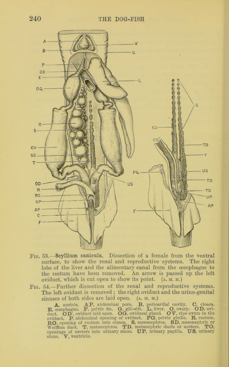 Fig. 53.—Scyllium canicula. Dissection of a female from the ventral surface, to show the renal and reproductive systems. The right lobe of the liver and the alimentary canal from the oesophagus to the rectum have been removed. An arrow is passed up the left oviduct, which is cut open to show its point, (a. m. m.) Fig. 54.—Further dissection of the renal and reproductive systems. The left oviduct is removed ; the right oviduct and the urino-genital sinuses of both sides are laid open. (a. m. m.) A, auricle. AP, abdominal pore. B, pericardial cavity. C, cloaca. E, oesophagus. F, pelvic fin. G, gill-slit. L, liver. O. ovary. OD, ovi- duct. OD', oviduct laid open. OG, oviducal gland. OV, ripe ovum in the oviduct. P, abdominal opening of oviduct. PG, pelvic girdle. It, rectum. BO, opening of rectum into cloaca. S, mesonephros. SD, mesonephric or Wolffian duct. T, metanephros. TD, metanephric ducts or ureters. TO, openings of ureters into urinary sinus. UP, urinary papilla. US, urinary sinus. V, ventricle.