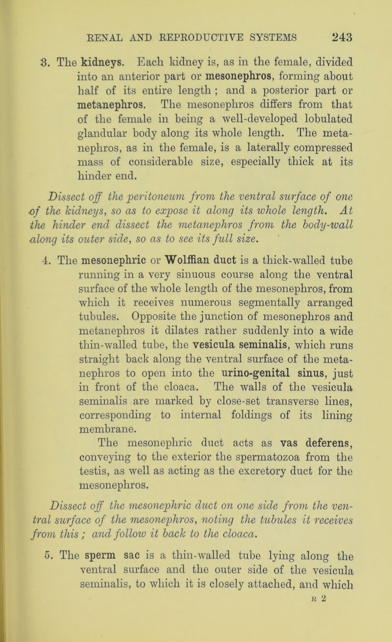 3. The kidneys. Each kidney is, as in the female, divided into an anterior part or mesonephros, forming about half of its entire length ; and a posterior part or metanephros. The mesonephros differs from that of the female in being a well-developed lobulated glandular body along its whole length. The meta- nephros, as in the female, is a laterally compressed mass of considerable size, especially thick at its hinder end. Dissect off the peritoneum from the ventral surface of one ■of the kidneys, so as to expose it along its whole length. At the hinder end dissect the metanephros from the body-wall along its outer side, so as to sec its full size. 4. The mesonephric or Wolffian duct is a thick-walled tube running in a very sinuous course along the ventral surface of the whole length of the mesonephros, from which it receives numerous segmentally arranged tubules. Opposite the junction of mesonephros and metanephros it dilates rather suddenly into a wide thin-walled tube, the vesicula seminalis, which runs straight back along the ventral surface of the meta- nephros to open into the urino-genital sinus, just in front of the cloaca. The walls of the vesicula seminalis are marked by close-set transverse lines, corresponding to internal foldings of its lining membrane. The mesonephric duct acts as vas deferens, conveying to the exterior the spermatozoa from the testis, as well as acting as the excretory duct for the mesonephros. Dissect off the mesonephric duct on one side from the ven- tral surface of the mesonephros, noting the tubules it receives from this; and folloio it back to the cloaca. 5. The sperm sac is a thin-walled tube lying along the ventral surface and the outer side of the vesicula seminalis, to which it is closely attached, and which