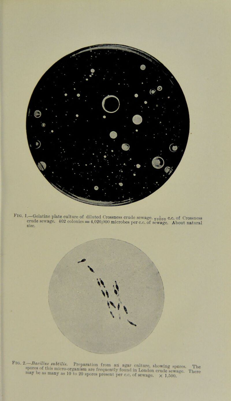 it;. 1.—Gelatine plate culture of diluted Crossness crude sewage. rTnnrn c.c. of Crossness crude sewage. 402 colonies = 4,020,000 microbes per c.c. of sewage. About natural size. .tubt.ili*- Preparation from an agar culture, showing si .or, ^ LZ^Cr0]°^M :,rc freflu,'ny fo,m'1 i’> London crude sewng, may la. as many ns 10 to 20 spores present per c.c. of sewage, x 1.500. The There