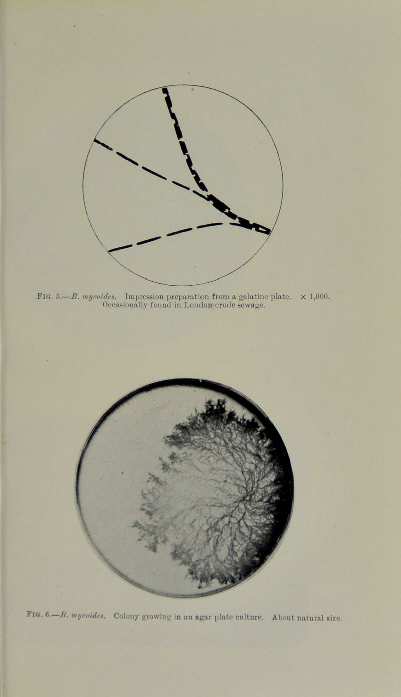 Fig. 5.—B. mycoides. Impression preparation from a gelatine plate. X 1,000. Occasionally found in London crude sewage.