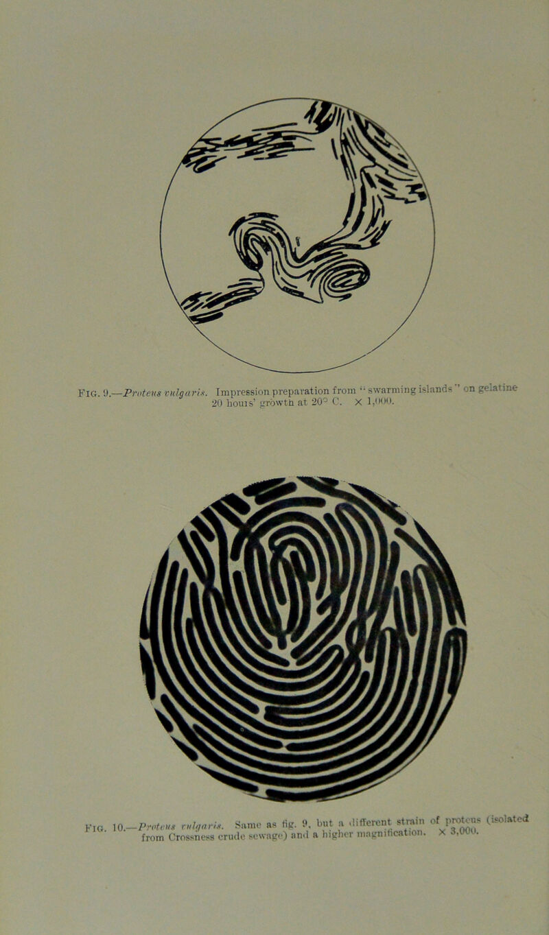 Fig. 9.—Proteus vulgaris. Impression preparation from “ swarming islands ’ on gelatine 20 horns’ growth at 20° C. X 1,000. Fig. 10 Proteus ndqaris. Same as fig. 9. but a different strain from Crossness crude sewage) and a higher magnification. of proteus (isolated X 3,000.