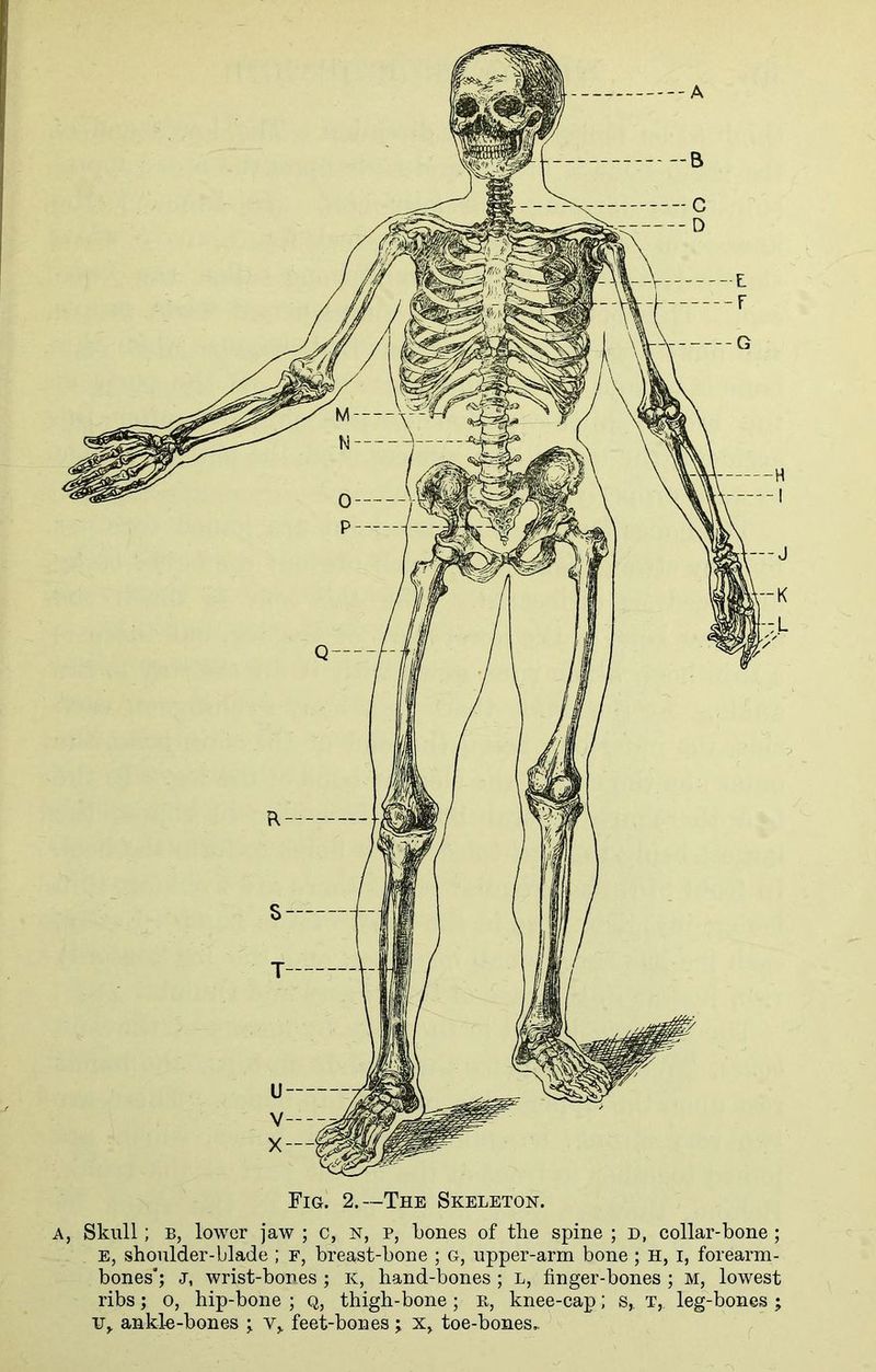 A Fig. 2.—The Skeleton. a, Skull; B, lower jaw ; c, n, p, bones of the spine ; d, collar-bone ; E, shoulder-blade ; f, breast-bone ; g, upper-arm bone; H, i, forearm- bones'; j, wrist-bones; k, hand-bones ; l, finger-bones ; m, lowest ribs; o, hip-bone ; q, thigh-bone; r, knee-cap; s,. t, leg-bones ; tr, ankle-bones ; v,. feet-bones; x> toe-bones.