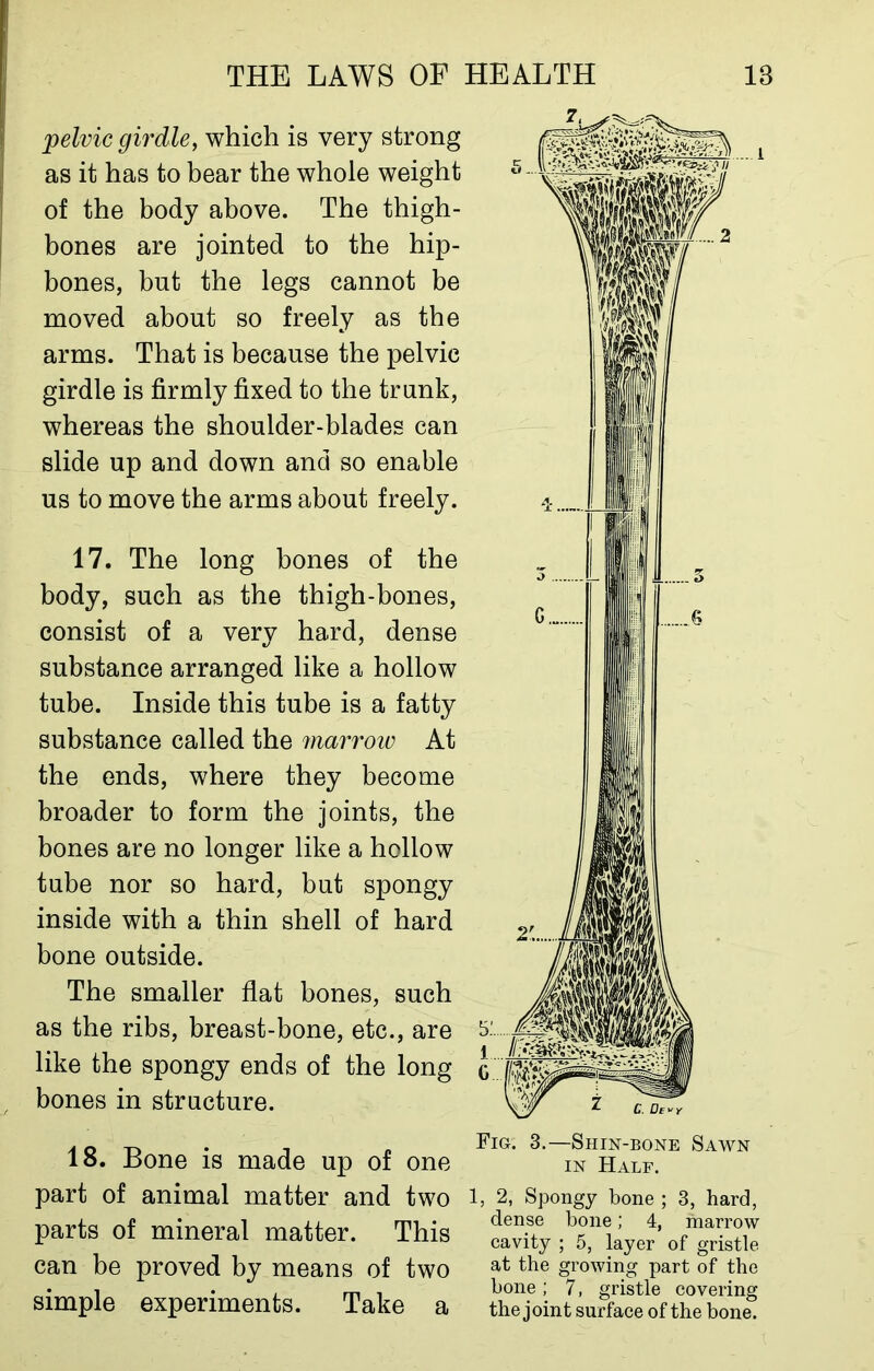 pelvic girdle, which is very strong as it has to bear the whole weight of the body above. The thigh- bones are jointed to the hip- bones, but the legs cannot be moved about so freely as the arms. That is because the pelvic girdle is firmly fixed to the trunk, whereas the shoulder-blades can slide up and down and so enable us to move the arms about freely. 17. The long bones of the body, such as the thigh-bones, consist of a very hard, dense substance arranged like a hollow tube. Inside this tube is a fatty substance called the marrow At the ends, where they become broader to form the joints, the bones are no longer like a hollow tube nor so hard, but spongy inside with a thin shell of hard bone outside. The smaller flat bones, such as the ribs, breast-bone, etc., are like the spongy ends of the long bones in structure. 18. Bone is made up of one part of animal matter and two parts of mineral matter. This can be proved by means of two simple experiments. Take a Fig. 3.—Shin-bone Sawn in Half. 1, 2, Spongy bone ; 3, hard, dense bone; 4, marrow cavity ; 5, layer of gristle at the growing part of the bone; 7, gristle covering the joint surface of the bone.