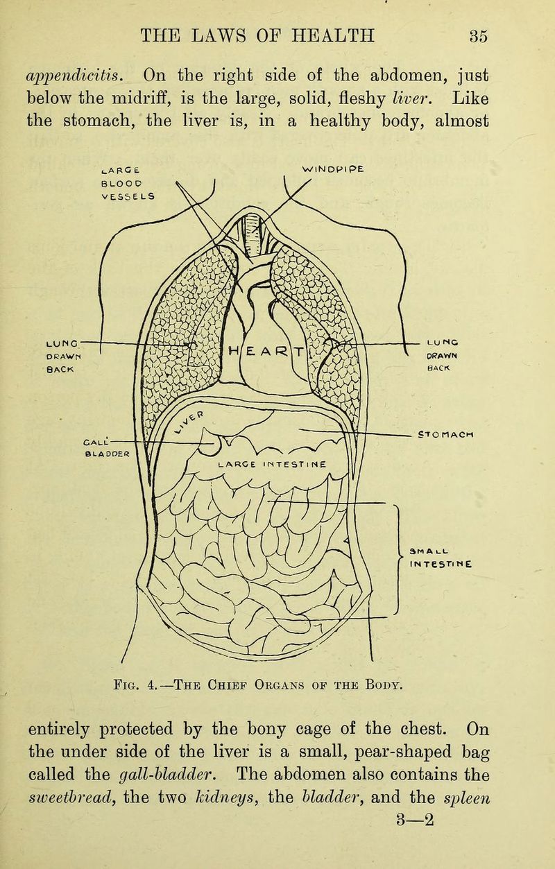 appendicitis. On the right side of the abdomen, just below the midriff, is the large, solid, fleshy liver. Like the stomach, the liver is, in a healthy body, almost LApO£ WINDPIPE entirely protected by the bony cage of the chest. On the under side of the liver is a small, pear-shaped bag called the gall-bladder. The abdomen also contains the sweetbread, the two kidneys, the bladder, and the spleen 3—2