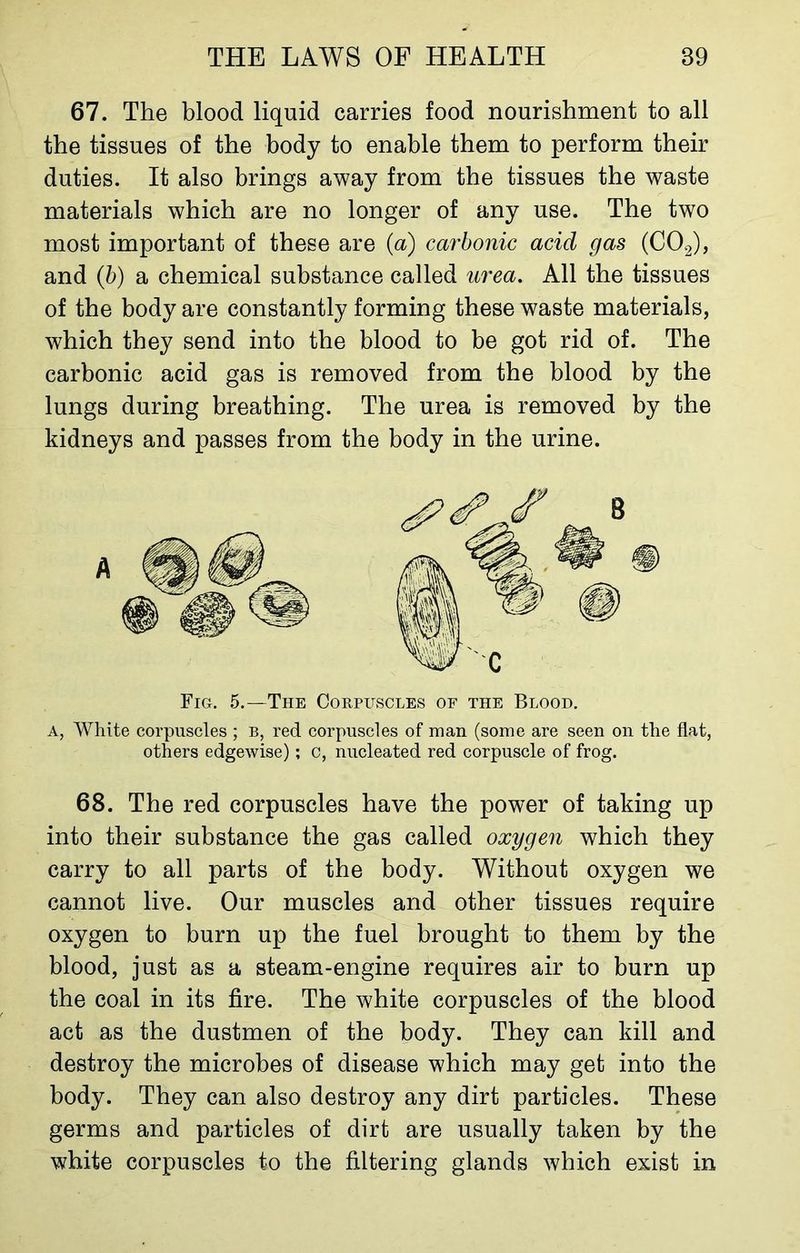 67. The blood liquid carries food nourishment to all the tissues of the body to enable them to perform their duties. It also brings away from the tissues the waste materials which are no longer of any use. The two most important of these are (a) carbonic acid gas (C02), and (b) a chemical substance called urea. All the tissues of the body are constantly forming these waste materials, which they send into the blood to be got rid of. The carbonic acid gas is removed from the blood by the lungs during breathing. The urea is removed by the kidneys and passes from the body in the urine. Fig. 5.—The Corpuscles of the Blood, a, White corpuscles ; b, red corpuscles of man (some are seen on the flat, others edgewise); c, nucleated red corpuscle of frog. 68. The red corpuscles have the power of taking up into their substance the gas called oxygen which they carry to all parts of the body. Without oxygen we cannot live. Our muscles and other tissues require oxygen to burn up the fuel brought to them by the blood, just as a steam-engine requires air to burn up the coal in its fire. The white corpuscles of the blood act as the dustmen of the body. They can kill and destroy the microbes of disease which may get into the body. They can also destroy any dirt particles. These germs and particles of dirt are usually taken by the white corpuscles to the filtering glands which exist in A