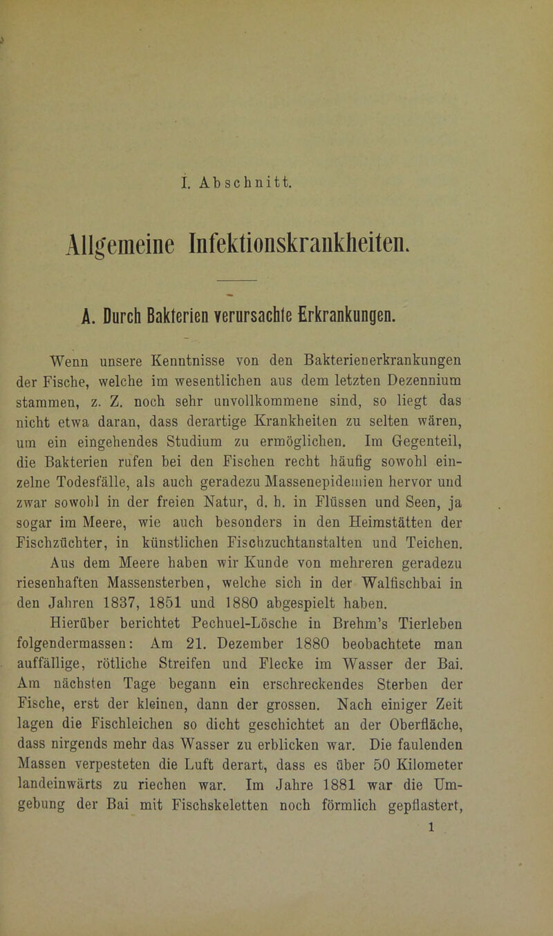 i. Abschnitt. Allgemeine Infektionskrankheiten. A. Durch Bakterien verursachte Erkrankungen. Wenn unsere Kenntnisse von den Bakterienerkrankungen der Fische, welche im wesentlichen aus dem letzten Dezennium stammen, z. Z. noch sehr unvollkommene sind, so liegt das nicht etwa daran, dass derartige Krankheiten zu selten wären, um ein eingehendes Studium zu ermöglichen. Im Gegenteil, die Bakterien rufen bei den Fischen recht häufig sowohl ein- zelne Todesfälle, als auch geradezu Massenepidemien hervor und zwar sowohl in der freien Natur, d. h. in Flüssen und Seen, ja sogar im Meere, wie auch besonders in den Heimstätten der Fischzüchter, in künstlichen Fischzuchtanstalten und Teichen. Aus dem Meere haben wir Kunde von mehreren geradezu riesenhaften Massensterben, welche sich in der Walfischbai in den Jahren 1837, 1851 und 1880 abgespielt haben. Hierüber berichtet Pechuel-Lösche in Brehm’s Tierleben folgendermassen; Am 21. Dezember 1880 beobachtete man auffällige, rötliche Streifen und Flecke im Wasser der Bai. Am nächsten Tage begann ein erschreckendes Sterben der Fische, erst der kleinen, dann der grossen. Nach einiger Zeit lagen die Fischleichen so dicht geschichtet an der Oberfläche, dass nirgends mehr das Wasser zu erblicken war. Die faulenden Massen verpesteten die Luft derart, dass es über 50 Kilometer landeinwärts zu riechen war. Im Jahre 1881 war die Um- gebung der Bai mit Fiscbskeletten noch förmlich gepflastert, 1