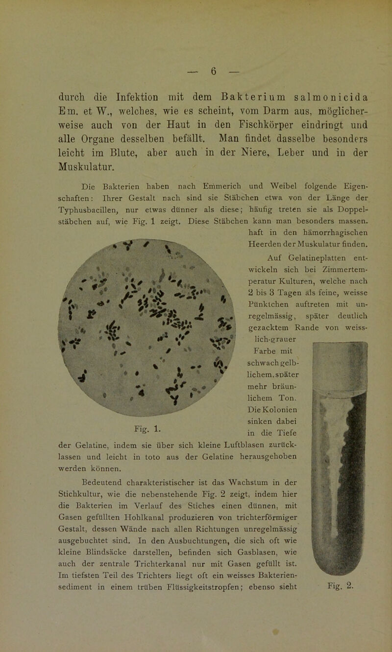 durch die Infektion mit dem Bakterium salmonicida Em. et W., welches, wie es scheint, vom Darm aus, möglicher- weise auch von der Haut in den Fischkörper eindringt und alle Organe desselben befällt. Man findet dasselbe besonders leicht im Blute, aber auch in der Niere, Leber und in der Muskulatur. Die Bakterien haben nach Enimerich und Weibel folgende Eigen- schaften : Ihrer Gestalt nach sind sie Stäbchen etwa von der Länge der Typhusbacillen, nur etwas dünner als diese; häufig treten sie als Doppel- stäbchen auf, wie Fig. 1 zeigt. Diese Stäbchen kann man besonders massen- haft in den hämorrhagischen Heerden der Muskulatur finden. Auf Gelatineplatten ent- wickeln sich bei Zimmertem- peratur Kulturen, welche nach 2 bis 3 Tagen als feine, weisse Pünktchen auftreten mit un- regelmässig , später deutlich gezacktem Rande von weiss- lich-?rauer Farbe mit schwach gelb- lichem, später mehr bräun- lichem Ton. Die Kolonien sinken dabei in die Tiefe der Gelatine, indem sie über sich kleine Luftblasen zurück- lassen und leicht in toto aus der Gelatine herausgehoben werden können. Bedeutend charakteristischer ist das Wachstum in der Stichkultur, wie die nebenstehende Fig. 2 zeigt, indem hier die Bakterien im Verlauf des Stiches einen dünnen, mit Gasen gefüllten Hohlkanal produzieren von trichterförmiger Gestalt, dessen Wände nach allen Richtungen unregelmässig ausgebuchtet sind. In den Ausbuchtungen, die sich oft wie kleine Blindsäcke darstellen, befinden sich Gasblasen, wie auch der zentrale Trichterkanal nur mit Gasen gefüllt ist. Im tiefsten Teil des Trichters liegt oft ein weisses Bakterien- sediment in einem trüben Flüssigkeitstropfen; ebenso sieht Fig. 2.