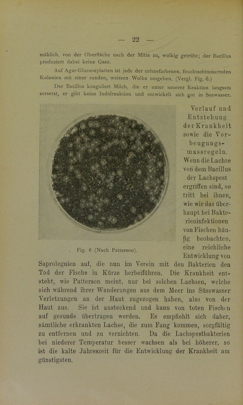mählich, von der Oberfläche nach der Mitte zu, wolkig getrübt; der Bacillus produziert dabei keine Gase. Auf Agar-Gluco.^eplatten ist jede der cremefarbenen, feuchtschimmernden Kolonien mit einer runden, weissen Wolke umgeben. (Vergl. Fig. 6.) Der Bacillus koaguliert Milch, die er unter sauerer Reaktion langsam zersetzt, er gibt keine Indolreaktion und entwickelt sich gut in Seewasser. Verlauf und Entstehung der Krankheit sowie die Vor- beugungs- massregeln. Wenn die Lachse von dem Bacillus der Lachspest ergriffen sind, so tritt bei ihnen, wie wir das über- haupt bei Bakte- rieninfektionen von Fischen häu- fig beobachten, . Fig. 6 (Nach Patterson). ^ine reichliche Entwicklung von Saprolegnien auf, die nun im Verein mit den Bakterien den Tod der Fische in Kürze herbeiführen. Die Krankheit ent- steht, wie Patterson meint, nur bei solchen Lachsen, welche sich während ihrer Wanderungen aus dem Meer ins Süsswasser Verletzungen an der Haut zugezogen haben, also von der Haut aus. Sie ist ansteckend und kann von toten Fischm auf gesunde übertragen werden. Es empfiehlt sich daher, sämtliche erkrankten Lachse, die zum Fang kommen, sorgfältig zu entfernen und zu vernichten. Da die Lachspestbakterien bei niederer Temperatur besser wachsen als bei höherer, so ist die kalte Jahreszeit für die Entwicklung der Krankheit am günstigsten.