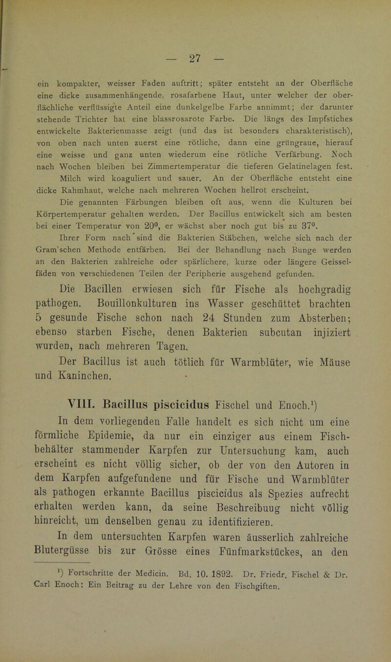 ein kompakter, weisser Faden auftritt; später entsteht an der Oberfläche eine dicke zusammenhängende, rosafarbene Haut, unter welcher der ober- flächliche verflüssigte Anteil eine dunkelgelbe Farbe annimmt; der darunter stehende Trichter hat eine blassrosarote Farbe. Die längs des Impfstiches entwickelte Bakterienmasse zeigt (und das ist besonders charakteristisch), von oben nach unten zuerst eine rötliche, dann eine grUngraue, hierauf eine weisse und ganz unten wiederum eine rötliche Verfärbung. Koch nach Wochen bleiben bei Zimmertemperatur die tieferen Gelatinelagen fest. Milch wird koaguliert und sauer. An der Oberfläche entsteht eine dicke Rahmhaut, welche nach mehreren Wochen heOrot erscheint. Die genannten Färbungen bleiben oft aus, wenn die Kulturen bei Körpertemperatur gehalten werden. Der Bacillus entwickelt sich am besten bei einer Temperatur von 20®, er wächst aber noch gut bis zu 37®. Ihrer Form nach sind die Bakterien Stäbchen, welche sich nach der Gram’schen Methode entfärben. Bei der Behandlung nach Bunge werden an den Bakterien zahlreiche oder spärlichere, kurze oder längere Geissel- fäden von verschiedenen Teilen der Peripherie ausgehend gefunden. Die Bacillen erwiesen sich für Fische als hochgradig pathogen. Bouillonkalturen ins Wasser geschüttet brachten 5 gesunde Fische schon nach 24 Stunden zum Absterben; ebenso starben Fische, denen Bakterien subcutan injiziert wurden, nach mehreren Tagen. Der Bacillus ist auch tötlich für Warmblüter, wie Mäuse und Kaninchen, VIII. Bacillus piscicidiis Fischei und Enoch.’) In dem vorliegenden Falle handelt es sich nicht um eine förmliche Epidemie, da nur ein einziger aus einem Fisch- behälter stammender Karpfen zur Untersuchung kam, auch erscheint es nicht völlig sicher, ob der von den Autoren in dem Karpfen aufgefundene und für Fische und Warmblüter als pathogen erkannte Bacillus piscicidus als Spezies aufrecht erhalten werden kann, da seine Beschreibung nicht völlig hinreicht, um denselben genau zu identifizieren. In dem untersuchten Karpfen waren äusserlich zahlreiche Blutergüsse bis zur Grösse eines Fünfmarkstückes, an den ’) Fortschritte der Medicin. Bd. 10. 1892. Dr. Friedr. Fischei & Dr. Carl Enoch; Ein Beitrag zu der Lehre von den Fischgiften.
