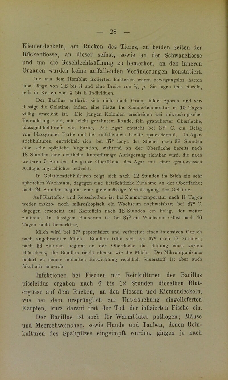 Kieraendeckeln, am Rücken des Tieres, zu beiden Seiten der Rückenflosse, an dieser selbst, sowie an der Schwanzflosse und um die Gesehlecbtsöffnung zu bemerken, an den inneren Organen wurden keine aufitallenden Veränderungen konstatiert. Die aus dem Herzblut isolierten Bakterien waren bewegungslos, hatten eine Länge von 1,2 bis 3 und eine Breite von fj, Sie lagen teils einzeln, teils in Ketten von 4 bis 5 Individuen. Der Bacillus entfärbt sich nicht nach Gram, bildet Sporen und ver- flüssigt die Gelatine, indem eine Platte bei Zimmertemperatur in 10 Tagen völlig erweicht ist. Die jungen Kolonien erscheinen bei mikroskopischer Betrachtung rund, mit leicht gezahntem Rande, fein granulierter Oberfläche, blassgelblichbraun von Farbe. Auf Agar entsteht bei 37° C. ein Belag von blassgrauer Farbe und bei auffallendem Lichte opalescierend. In Agar- stichkulturen entwickelt sich bei 37° längs des Stiches nach 36 Stunden eine sehr spärliche Vegetation, während an der Oberfläche bereits nach 18 Stunden eine deutliche knopfformige Auflagerung sichtbar wird, die nach weiteren 5 Stunden die ganze Oberfläche des Agar mit einer grau-weissen Auflagerungsschichte bedeckt. In Gelatinestichkulturen zeigt sich nach 12 Stunden im Stich ein sehr spärliches Wachstum, dagegen eine beträchtliche Zunahme an der Oberfläche; nach 24 Stunden beginnt eine gleichmässige Verflüssigung der Gelatine. Auf Kartoffel- und Reisscheiben ist bei Zimmertemperatur nach 10 Tagen weder makro- noch mikroskopisch ein Wachstum nachweisbar; bei 37° C. dagegen erscheint auf Kartoffeln nach 12 Stunden ein Belag, der weiter zunimmt. In flüssigem Blutserum ist bei 37° ein Wachstum selbst nach 10 Tagen nicht bemerkbar. Milch wird bei 87® peptonisiert und verbreitet einen intensiven Geruch nach angebrannter Milch. Bouillon trübt sich bei 37° nach 12 Stunden ; nach 36 Stunden beginnt an der Oberfläche die Bildung eines zarten Häutchens, die Bouillon riecht ebenso wie die Milch. Der Mikroorganismus bedarf zu seiner lebhaften Entwicklung reichlich Sauerstoff, ist aber auch fakultativ anaerob. Infektionen bei Fischen mit Reinkulturen des Bacillus piscicidus ergaben nach 6 bis 12 Stunden dieselben Blut- ergüsse auf dem Rücken, an den Flossen und Kiemendeckelu, wie bei dem ursprünglich zur Untersuchung eiugelieferten Karpfen, kurz darauf trat der Tod der inflzierten Fische ein. Der Bacillus ist auch für Warmblüter pathogen; Mäuse und Meerschweinchen, sowie Hunde und Tauben, denen Rein- kulturen des Spaltpilzes eiugeimpft wurden, gingen je nach