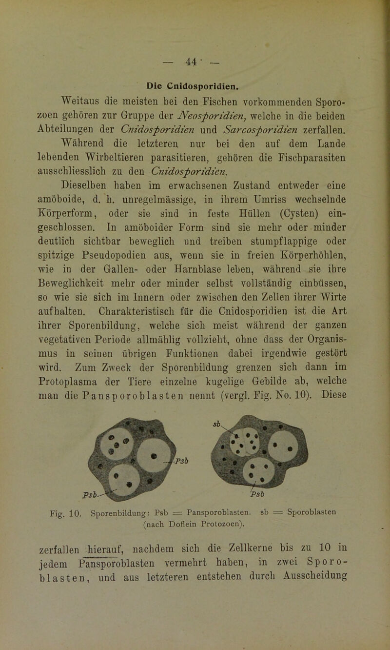 — 44- — Die Cnidosporidlen. Weitaus die meisten bei den Fischen vorkommenden Sporo- zoen gehören zur Gruppe der Neosforidien, welche in die beiden Abteilungen der Cnidos'poridien und Sarcosporidien zerfallen. Während die letzteren nur bei den auf dem Lande lebenden Wirbeltieren parasitieren, gehören die Fischparasiten ausschliesslich zu den Cnidosporidien. Dieselben haben im erwachsenen Zustand entweder eine amöboide, d. h. unregelmässige, in ihrem Umriss wechselnde Körperform, oder sie sind in feste Hüllen (Cysten) ein- geschlossen. In amöboider Form sind sie mehr oder minder deutlich sichtbar beweglich und treiben stumpflappige oder spitzige Pseudopodien aus, wenn sie in freien Körperhöhlen, wie in der Gallen- oder Harnblase leben, während sie ihre Beweglichkeit mehr oder minder selbst vollständig einbüssen, so wie sie sich im Innern oder zwischen den Zellen ihrer Wirte aufhalten. Charakteristisch für die Cnidosporidien ist die Art ihrer Sporenbildung, welche sich meist während der ganzen vegetativen Periode allmählig vollzieht, ohne dass der Organis- mus in seinen übrigen Funktionen dabei irgendwie gestört wird. Zum Zweck der Sporenbildung grenzen sich dann im Protoplasma der Tiere einzelne kugelige Gebilde ab, welche mau diePansporoblasten nennt (vergl. Fig. No. 10). Diese (nach Doflein Protozoen). zerfallen hierauf, nachdem sich die Zellkerne bis zu 10 in jedem Pansporoblasten vermehrt haben, in zwei Sporo- blasten, und aus letzteren entstehen durch Ausscheidung