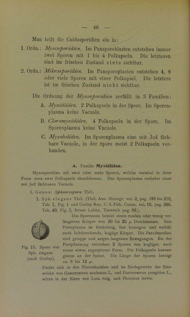 Man teilt die Cnidosporidien ein in: 1. Ordn.: Myxosfortdien. Im Pansporoblasten entstehen immer zwei Sporen mit 1 bis 4 Polkapseln. Die letzteren sind im frischen Zustand stets sichtbar. 2. Ordn.: Mtkrosf ortdien. Im Pansporoplasten entstehen 4, 8 oder viele Sporen mit einer Polkapsel. Die letztere ist im frischen Zustand nicht sichtbar. Die Ordnung der Myxosforidien zerfällt in 3 Familien: A. Myxidiiden. 2 Polkapseln in der Spore. Im Sporen- plasma keine Vacuole. B. Cloromyxididen. 4 Polkapseln in der Spore. Im Sporenplasma keine Vacuole. C. Myxoboliden. Im Sporenplasma eine mit Jod färb- bare Vacuole, in der Spore meist 2 Polkapseln vor- handen. A. Familie Myxidüdae. Myxosporidien mit zwei oder mehr Sporen, welche variabel in ihrer Form stets zwei Polkapseln einschliessen. Das Sporenplasma entbehrt einer mit Jod färbbaren Vacuole. I. Genus; Spkaerospora Thdl. 1. Sph. elegans Thdl. (Th61. Ann. Microgr. vol. 2, pag. 193 bis 213, Tab. 1, Fig. 1 und Gurley Rep. U. S. Fish. Comm. vol. 18, pag. 266, Tab. 40, Fig. 1, ferner Labbe, Tierreich pag. 86.), Das Sporozoen besitzt einen runden oder wenig ver- längerten Körper von 20 bis 25 jU Durchmesser. Sein Protoplasma ist feinkörnig, fast homogen und enthält stark lichtbrechende, kuglige Körper. Die Pseudöpodien sind gelappt und zeigen langsame Bewegungen. Bei der Fortpflanzung entstehen 2 Sporen von kugliger, nach vorne etwas zugespitzter Form. Die Polkapseln konver- gieren an der Spitze. Die Länge der Sporen beträgt ca. 8 bis 12 ^u. Findet sich in den Nierenkanälen und im Bindegewebe der Eier- stöcke von Gasterosteus aculeatus L. und Gasterosteus pungitius L., selten in der Niere von Lota vulg. und Phoxinus laevis. Fig. 15. Spore von Sph. elegans (nach Gurley).