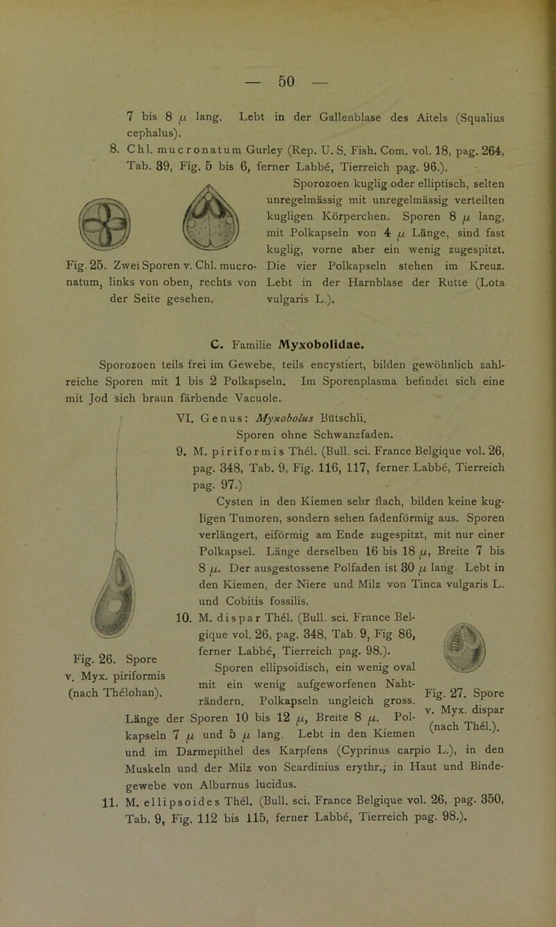 7 bis 8 lang. Lebt in der Gallenblase des Aitels (Squalius cephalus). 8. Chi. mucronatum Gurley (Rep. U. S. Fish. Com. vol. 18, pag. 264, Tab. 39, Fig. 5 bis 6, ferner Labb6, Tierreich pag. 96.). Sporozoen kuglig oder elliptisch, selten unregelmässig mit unregelmässig verteilten kugligen Körperchen. Sporen 8 fj, lang, mit Polkapseln von 4 Länge, sind fast kuglig, vorne aber ein wenig zugespitzt. Die vier Polkapseln stehen im Kreuz. Lebt in der Harnblase der Rutle (Lota vulgaris L.). Fig. 25. Zwei Sporen v. Chi. mucro- natum, links von obeOj rechts von der Seite gesehen. C. Familie MyxoboUdae. Sporozoen teils frei im Gewebe, teils encystiert, bilden gewöhnlich zahl- reiche Sporen mit 1 bis 2 Polkapseln. Im Sporenplasma befindet sich eine mit Jod sich braun färbende Vacuole. Fig. 26. Spore V. Myx. piriformis (nach Thelohan). VI, Genus: Myxobolus Bütschli. Sporen ohne Schwanzfaden. 9. M. piriformis Th61. (Bull. sei. France Belgique vol. 26, pag. 348, Tab. 9, Fig. 116, 117, ferner Labbe, Tierreich pag. 97.) Cysten in den Kiemen sehr flach, bilden keine kug- ligen Tumoren, sondern sehen fadenförmig aus. Sporen verlängert, eiförmig am Ende zugespitzt, mit nur einer Polkapsel. Länge derselben 16 bis 18 fi, Breite 7 bis 8 Der ausgestossene Polfaden ist 30 fj, lang. Lebt in den Kiemen, der Niere und Milz von Tinea vulgaris L. und Cobilis fossilis. 10. M. dispar Th61. (Bull. sei. France Bel- gique vol. 26, pag. 348, Tab. 9, Fig 86, ferner Labbö, Tierreich pag. 98.). Sporen ellipsoidisch, ein wenig oval mit ein wenig aufgeworfenen Naht- rändern. Polkapseln ungleich gross. Länge der Sporen 10 bis 12 fM, Breite 8 fx. Pol- kapseln 7 fx und 5 fx lang. Lebt in den Kiemen und im Darmepithel des Karpfens (Cyprinus carpio L.), in den Muskeln und der Milz von Scardinius erythr.; in Haut und Binde- Fig. 27. Spore V. Myx. dispar (nach Th€l). gewebe von Alburnus lucidus. 11. M. ellipsoides Thel. (Bull. sei. France Belgique vol. 26, pag. 350, Tab. 9, Fig. 112 bis 115, ferner Labb6, Tierreich pag. 98.).
