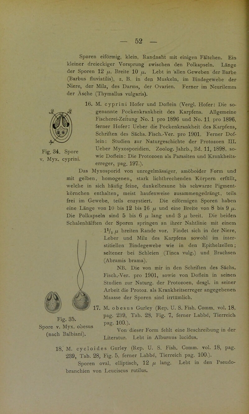 Sporen eiförmig, klein, Randnaht mit einigen Fältchen. Ein kleiner dreieckiger Vorsprung zwischen den Polkapseln. Länge der Sporen 12 ^u, Breite 10 Lebt in 'allen Geweben der Barbe (Barbus fluviatilis), z. B. in den Muskeln, im Bindegewebe der Niere, der Milz, des Darms, der Ovarien. Ferner im Neurilemm der Äsche (Thymallus vulgaris). ■VÜ® ¥ Fig. 34. Spore V. Myx, cyprini Fig. 35. Spore V. Myx. obesus {nach Balbiani). 16. M. cyprini Hofer und Doflein (Vergl. Hofer: Die so- genannte Pockenkrankheit des Karpfens. Allgemeine Fischerei-Zeitung No. 1 pro 1896 und No. 11 pro 1896, ferner Hofer: lieber die Pockenkrankheit des Karpfens, Schriften des Sächs. Fisch.-Ver. pro 1901. Ferner Dof- lein : Studien zur Naturgeschichte der Protozoen III. lieber Myxosporidien. Zoolog. Jahrb., Bd. 11, 1898, so- wie Doflein; Die Protozoen als Parasiten und Krankheits- erreger, pag. 197.). Das Myxosporid von unregelmässiger, amöboider Form und mit gelben, homogenen, stark lichtbrechenden Körpern erfüllt, welche in sich häufig feine, dunkelbraune bis schwarze Pigment- körnchen enthalten, meist haufenweise zusammengedrängt, teils frei im Gewebe, teils enzystiert. Die eiförmigen Sporen haben eine Länge von 10 bis 12 bis 16 fj, und eine Breite von 8 bis 9 fi. Die Polkapseln sind 5 bis 6 fj, lang und 3 fJ, breit. Die beiden Schalenhälften der Sporen springen an ihrer Nahtlinie mit einem 1^2 fj, breiten Rande vor. Findet sich in der Niere, Leber und Milz des Karpfens sowohl im inter- stitiellen Bindegewebe wie in den Epithelzellen; seltener bei Schleien (Tinea vulg.) und Brachsen (Abramis brama). NB. Die von mir in den Schriften des Sächs. Fisch.-Ver. pro 1901, sowie von Doflein in seinen Studien zur Naturg. der Protozoen, desgl. in seiner Arbeit die Protoz. als Krankheitserreger angegebenen Maasse der Sporen sind irrtümlich. 17. M. obesus Gurley (Rep. U. S. Fish. Comra. vol. 18, pag. 239, Tab. 28, Fig. 7, ferner Labbe, Tierreich pag. 100.). Von dieser Form fehlt eine Beschreibung in der Literatur. Lebt in Alburnus lucidus. 18.' M. cycloides Gurley (Rep. U. S. Fish. Comm. vol. 18, pag. 239, Tab. 28, Fig. 5, ferner Labb6, Tierreich pag. 100.). Sporen oval, elliptisch, 12 jM lang. Lebt in den Pseudo- branchien von Leuciscus rutilus.