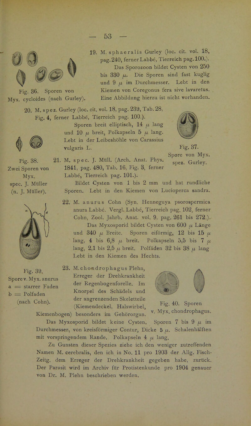Fig. 36. Sporen von Myx. cycloides (nach Gurley). 19. M. sphaeralis Gurley (loc. cit. vol. 18, pag.240, ferner Labbe, Tierreich pag, 100.). Das Sporozoen bildet Cysten von 250 bis 330 |U. Die Sporen sind fast kuglig und 9 in\ Durchmesser. Lebt in den Kiemen von Coregonus fera sive lavaretus. Eine Abbildung hierzu ist nicht vorhanden. 20. M. spez. Gurley (loc. cit. vol. 18, pag. 239, Tab. 28, Fig. 4, ferner Labbe, Tierreich pag. 100.). Sporen breit elliptisch, 14 lang und 10 fJ, breit, Polkapseln 5 u lang. Lebt in der Leibeshöhle von Carassius vulgaris L. Pig. 38. Zwei Sporen von Myx. spec. J. Müller (n. J. Müller). Fig. 37. Spore von Myx. spez. Gurley. 21. M. spec. J. Müll. (Arch. Anat. Phys. 1841, pag. 480, Tab. 16, Fig. 3, ferner Labbe, Tierreich pag. 101.). Bildet Cysten von 1 bis 2 mm und hat rundliche Sporen. Lebt in den Kiemen von Lucioperca sandra. 22. M. a nur US Cohn (Syn. Henneguya psorospermica anura Labbe. Vergl. Labbe, Tierreich pag. 102, ferner Cohn, Zool. Jahrb. Anat. vol. 9, pag. 261 bis 272.). Das Myxosporid bildet Cysten von 600 fj, Länge und 340 Breite. Sporen eiförmig, 12 bis 15 lang, 4 bis 6,8 /j, breit. Polkapseln 5,5 bis 7 u lang, 2,1 bis 2,5 breit. Polfäden 32 bis 38 lang Lebt in den Kiemen des Hechts. Fig. 39. Spore V. Myx. anurus a = starrer Faden b = Polfaden (nach Cohn). 23. M.chondrophagus Plehn, Erreger der Drehkrankheit der Regenbogenforelle. Im Knorpel des Schädels und der angrenzenden Skeletteile (Kiemendeckel, Halswirbel, Kiemenbogen) besonders im Gehörorgan. Das Myxosporid bildet keine Cysten. Durchmesser, von kreisförmiger Contur, Dicke 5 ,a. Schalenhälften mit vorspringendem Rande. Polkapseln 4 lang. Zu Gunsten dieser Spezies ziehe ich den weniger zutreffenden Namen M. cerebralis, den ich in No. 11 pro 1903 der Allg. Fisch- Zeitg. dem Erreger der Drehkrankheit gegeben habe, zurück. Der Parasit wird im Archiv für Protistenkunde pro 1904 genauer von Dr. M. Plehn beschrieben werden. Fig. 40. Sporen V. Myx. chondrophagus. Sporen 7 bis 9 jU im