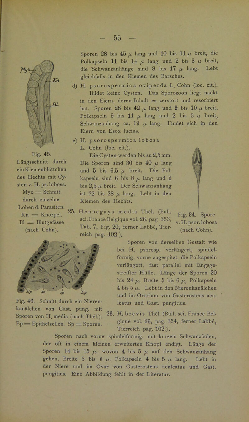 Fig. 45. Längsschnitt durch ein Kiemenblättchen des Hechts mit Cy- sten V. H. ps. lobosa. Myx = Schnitt durch einzelne Loben d. Parasiten. Kn — Knorpel. Bl = Blutgefässe (nach Cohn). Sporen 28 bis 45 lang und 10 bis 11 fj, breit, die Polkapseln 11 bis 14 lang und 2 bis 3 jW breit, die ISchwanzanhänge sind 8 bis 17 fj, lang. Lebt gleichfalls in den Kiemen des Barsches. PI. psorospermic a oviperda L. Cohn (loc. cit.). Bildet keine Cysten. Das Sporozoen liegt nackt in den Eiern, deren Inhalt es zerstört und resorbiert hat. Sporen 28 bis 42 u lang und 9 bis 10 ^ breit. Polkapseln 9 bis 11 ^ lang und 2 bis 3 breit, Schwanzanhang ca. 19 ju. lang. Findet sich in den Eiern von Esox lucius. H. psorospermica lobosa L. Cohn (loc. cit.). Die Cysten werden bis zu 2,5 mm. Die Sporen sind 30 bis 40 ^ lang und 5 bis 6,5 breit. Die Pol- kapseln sind 6 bis 8 fj, lang und 2 bis 2,5 jU breit. Der Schwanzanhang ist 22 bis 28 ^ lang. Lebt in den Kiemen des Hechts. Henneguya media Thel. (Bull, sei. France Belgique vol. 26, pag 353, Tab. 7, Fig. 20, ferner Labbe, Tier- reich pag. 102 ). Fig. 34. Spore V. H. psor. lobosa (nach Cohn). Sporen von derselben Gestalt wie bei H. psorosp. verlängert, spindel- förmig, vorne zugespitzt, die Polkapseln verlängert, fast parallel mit längsge- streifter Hülle. Länge der Sporen 20 bis 24 Breite 5 bis 6 Polkapseln 4 bis 5 jU. Lebt in den Nierenkanälchen und im Ovarium von Gasterosteus acu- leatus und Gast, pungitius. Sporen von H. media (nach W). 26. H.brevis Thel. (Bull. sei. France Bel- Ep = Epithelzellen. Sp = Sporen. vol. 26, pag. 354, ferner Labbe, Tierreich pag. 102.). Sporen nach vorne spindelförmig, mit kurzem Schwanzfaden, der oft in einem kleinen erweiterten Knopf endigt. Länge der Sporen 14 bis 15 fx, wovon 4 bis 5 fx auf den Schwanzanhang gehen, Breite 5 bis 6 jW, Polkapseln 4 bis 5 fx lang. Lebt in der Niere und im Ovar von Gasterosteus aculeatus und Gast, pungitius. Eine Abbildung fehlt in der Literatur. Fig. 46. Schnitt durch ein Nieren- kanälchen von Gast. pune. mit