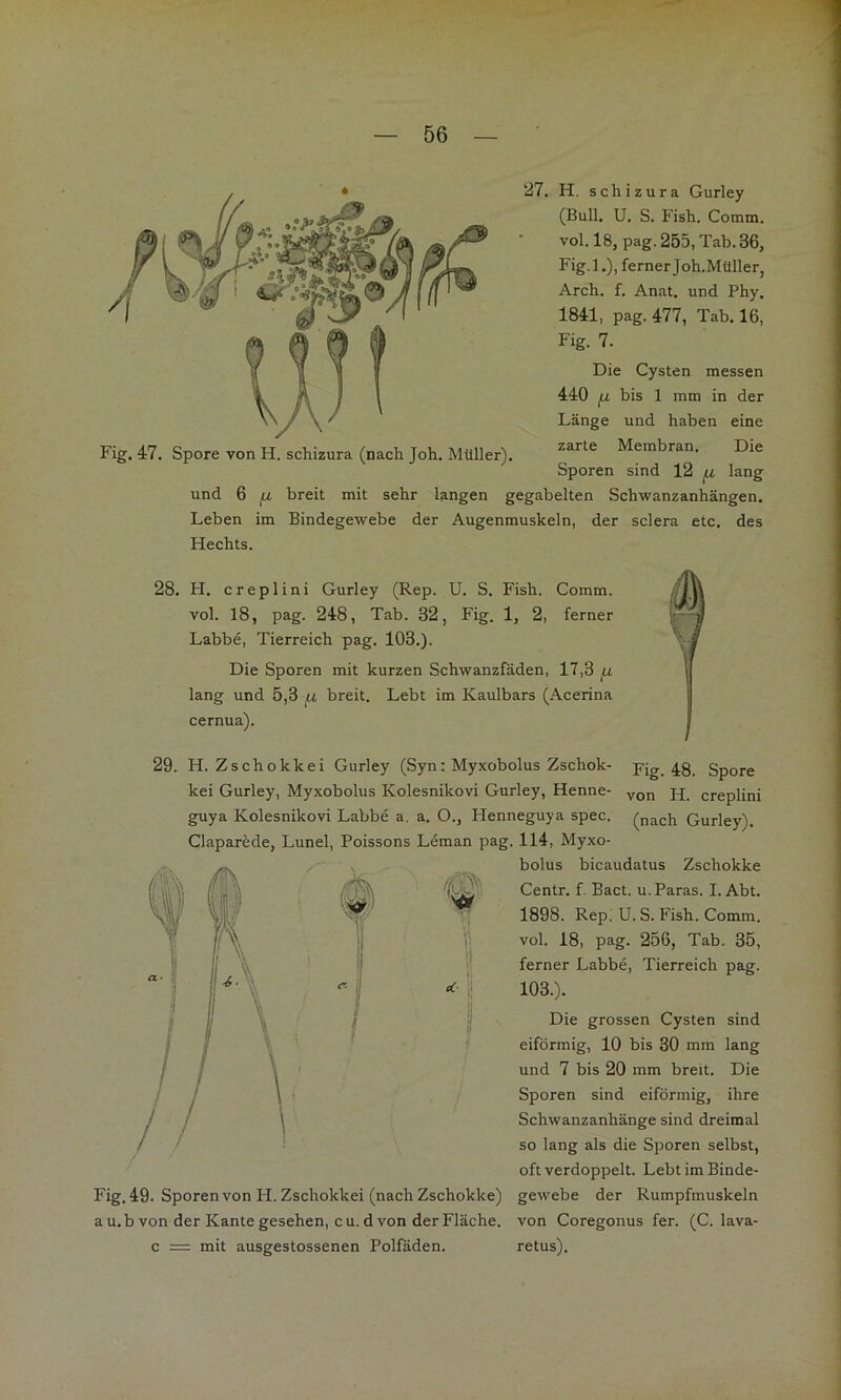 27. H. schizura Gurley (Bull, U. S. Fish. Comm. vol. 18, pag. 255, Tab. 36, Fig. 1.), ferner J oh.Müller, Arch. f. Anat. und Phy. 1841, pag. 477, Tab. 16, Fig. 7. Die Cysten messen 440 fl bis 1 mm in der Länge und haben eine zarte Membran. Die Sporen sind 12 fi lang und 6 fc breit mit sehr langen gegabelten Schwanzanhängen. Leben im Bindegewebe der Augenmuskeln, der sclera etc. des Hechts. Fig. 47. Spore von H. schizura (nach Joh. Müller). 28, H. creplini Gurley (Rep. U. S. Fish. Comm. vol. 18, pag. 248, Tab. 32, Fig. 1, 2, ferner Labbe, Tierreich pag. 103.). Die Sporen mit kurzen Schwanzfäden, 17,3 fi lang und 5,3 fi breit. Lebt im Kaulbars (Acerina cernua). 29. H. Zschokkei Gurley (Syn: Myxobolus Zschok- Fig. 48. Spore kei Gurley, Myxobolus Kolesnikovi Gurley, Henne- creplini guya Kolesnikovi Labbe a. a. O., Plenneguya spec. (nach Gurley). Claparede, Lunel, Poissons Leman pag. 114, Myxo- bolus bicaudatus Zschokke (S) Centr. f. Bact. u.Paras. I. Abt. 1898. Rep. U. S. Fish. Comm. vol. 18, pag. 256, Tab. 35, ferner Labbe, Tierreich pag. 103.). Die grossen Cysten sind eiförmig, 10 bis 30 mm lang und 7 bis 20 mm breit. Die Sporen sind eiförmig, ihre Schwanzanhänge sind dreimal so lang als die Sporen selbst, oft verdoppelt. Lebt im Binde- Fig. 49. Sporen von H. Zschokkei (nach Zschokke) gewebe der Rumpfmuskeln au.b von der Kante gesehen, CU. d von der Fläche, von Coregonus fer. (C. lava- c = mit ausgestossenen Polfäden. retus).