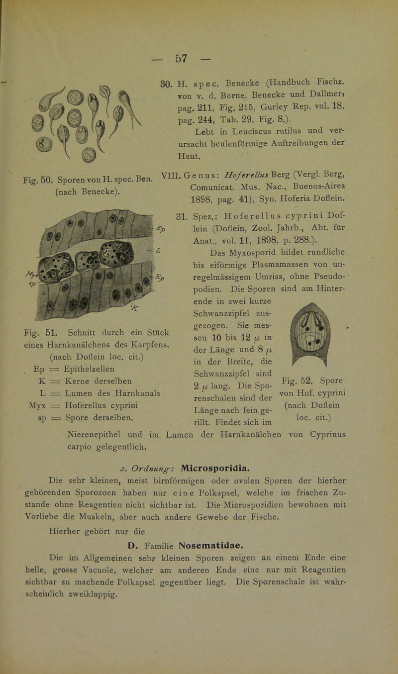 30. H. spec. Benecke (Handbuch Fischz. von V. d. Borne, Benecke und Dallmerj pag. 211, Fig. 215, Gurley Rep. vol. 18, pag. 244, Tab. 29, Fig. 8.). Lebt in Leuciscus rutilus und ver- ursacht beulenförmige Auftreibungen der Haut. Fig. 50. Sporen von H. spec. Ben. (nach Benecke). Fig. 51. Schnitt durch ein Stück eines Harnkanälchens des Karpfens. (nach Doflein loc. cit.) Ep = Epithelzellen K = Kerne derselben L = Lumen des Harnkanals Myx = Hoferellus cyprini sp = Spore derselben. Nierenepithel und im Lumen carpio gelegentlich. VIIL Genus: Hoferellus Berg (Vergl. Berg, Comunicat. Mus. Nac., Buenos-Aires 1898, pag. 41), Syn. Hoferia Doflein. 31. Spez.; Hoferellus cyprini Dof- lein (Doflein, Zool. Jahrb., Abt. für Anat., vol. 11, 1898, p. 288.). Das Myxosporid bildet rundliche bis eiförmige Plasmamassen von un- regelmässigem Umriss, ohne Pseudo- podien. Die Sporen sind am Hinter- ende in zwei kurze Schwanzzipfel aus- gezogen. Sie mes- sen 10 bis 12 in der Länge und 8 ^ in der Breite, die Schwanzzipfel sind 2 lang. Die Spo- renschalen sind der Länge nach fein ge- rillt. Findet sich im der Harnkanälchen Fig. 52. Spore von Hof. cyprini (nach Doflein loc. cit.) von Cyprinus 2. Ordnung: Microsporidia. Die sehr kleinen, meist bimförmigen oder ovalen Sporen der hierher gehörenden Sporozoen haben nur eine Polkapsel, welche im frischen Zu- stande ohne Reagentien nicht sichtbar ist. Die Miorosporidien bewohnen mit Vorliebe die Muskeln, aber auch andere Gewebe der Fische. Hierher gehört nur die D. Familie Nosematidae. Die im Allgemeinen sehr kleinen Sporen zeigen an einem Ende eine helle, grosse Vacuole, welcher am anderen Ende eine nur mit Reagentien sichtbar zu machende Polkapsel gegenüber liegt. Die Sporenschale ist wahr- scheinlich zweiklappig.