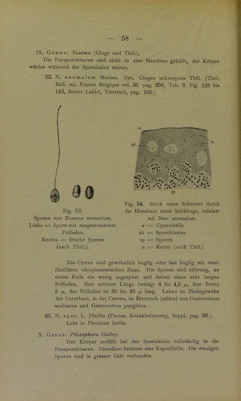 IX. Genus; Nosema (Gluge und Th61.). Die Pansporoblasten sind nicht in eine Membran gehüllt, der Körper wächst während der Sporulation weiter. 32. N. anomalum Moniez. Syn, Glugea mikrospora Th61. (Thel. Bull, sei. France Belgique vol. 26, pag. 356, Tab. 9, Fig. 138 bis 142, ferner Labbe, Tierreich, pag. 105.) dO Fig. 53. Sporen von Nosema anomalum. Links = Spore mit ausgestossenem Polfaden. Rechts = frische Sporen (nach Thel.). Die Cysten sind gewöhnlich kuglig oder fast kuglig mit einer fibrillären ektoplasmatischen Zone. Die Sporen sind eiförmig, an einem Ende ein wenig zugespitzt und haben einen sehr langen Polfaden. Ihre mittlere Länge beträgt 4 bis 4,5 ihre Breite 3 der Polfaden ist 30 bis 35 ^ lang. Leben im Bindegewebe der Unterhaut, in der Cornea, im Eierstock (selten) von Gasterosteus aculeatus und Gasterosteus pungitius. 33. N. spec. L. Pfeiffer (Protoz. Krankheitserreg. Suppl. pag. 38.). Lebt in Phoxinus laevis. X. Genus: Plistophora Gurley. Der Körper zerfällt bei der Sporulation vollständig in die Pansporoblasten. Dieselben besitzen eine Kapselhülle. Die winzigen Sporen sind in grosser Zahl vorhanden. Fig. 54. Stück eines Schnittes durch die Hornhaut eines Stichlings, infiziert mit Nos. anomalum. e = Cystenhülle sb = Sporoblasten sp = Sporen n = Kerne (nach Thel.)