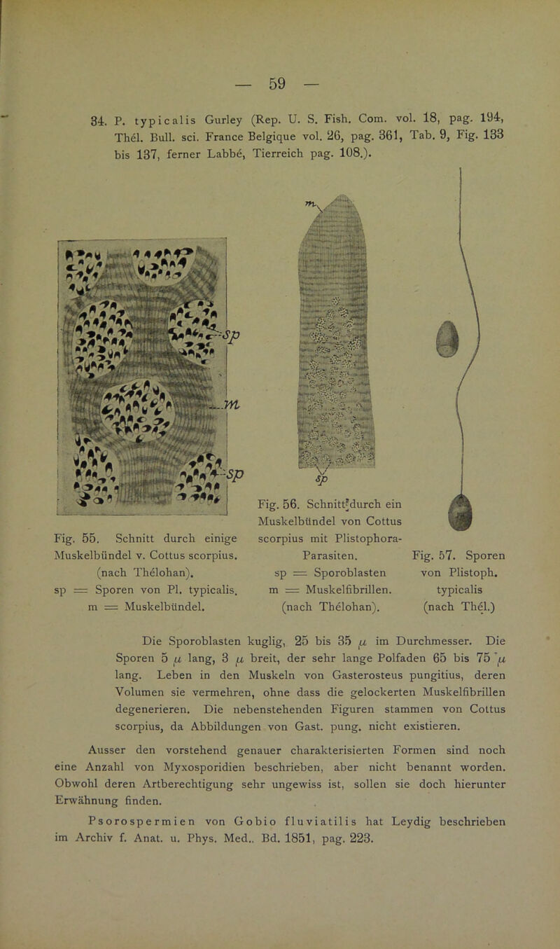 34. P. typicalis Gurley (Rep. U. S. Fish. Com. vol. 18, pag. 194, Thel. Bull. sei. France Belgique vol. 26, pag. 361, Tab. 9, Fig. 133 bis 137, ferner Labbe, Tierreich pag. 108.). Fig. 55. Schnitt durch einige Muskelbündel v. Cottus scorpius. (nach Thäohan). sp = Sporen von PI. typicalis. m = Muskelbündel. Fig. 56. Schnittjdurch ein Muskelbündel von Cottus scorpius mit Plistophora- Parasiten. sp = Sporoblasten m = Muskelfibrillen, (nach Thelohan). Fig. 57. Sporen von Plistoph. typicalis (nach Thel.) Die Sporoblasten kuglig, 25 bis 35 fj, im Durchmesser. Die Sporen 5 lang, 3 ^ breit, der sehr lange Polfaden 65 bis 75 lang. Leben in den Muskeln von Gasterosteus pungitius, deren Volumen sie vermehren, ohne dass die gelockerten Muskelfibrillen degenerieren. Die nebenstehenden Figuren stammen von Cottus scorpius, da Abbildungen von Gast. pung. nicht existieren. Ausser den vorstehend genauer charakterisierten Formen sind noch eine Anzahl von Myxosporidien beschrieben, aber nicht benannt worden. Obwohl deren Artberechtigung sehr ungewiss ist, sollen sie doch hierunter Erwähnung finden. Psorospermien von Gobio fluviatilis hat Leydig beschrieben im Archiv f. Anat. u. Phys. Med.. Bd. 1851, pag. 223.