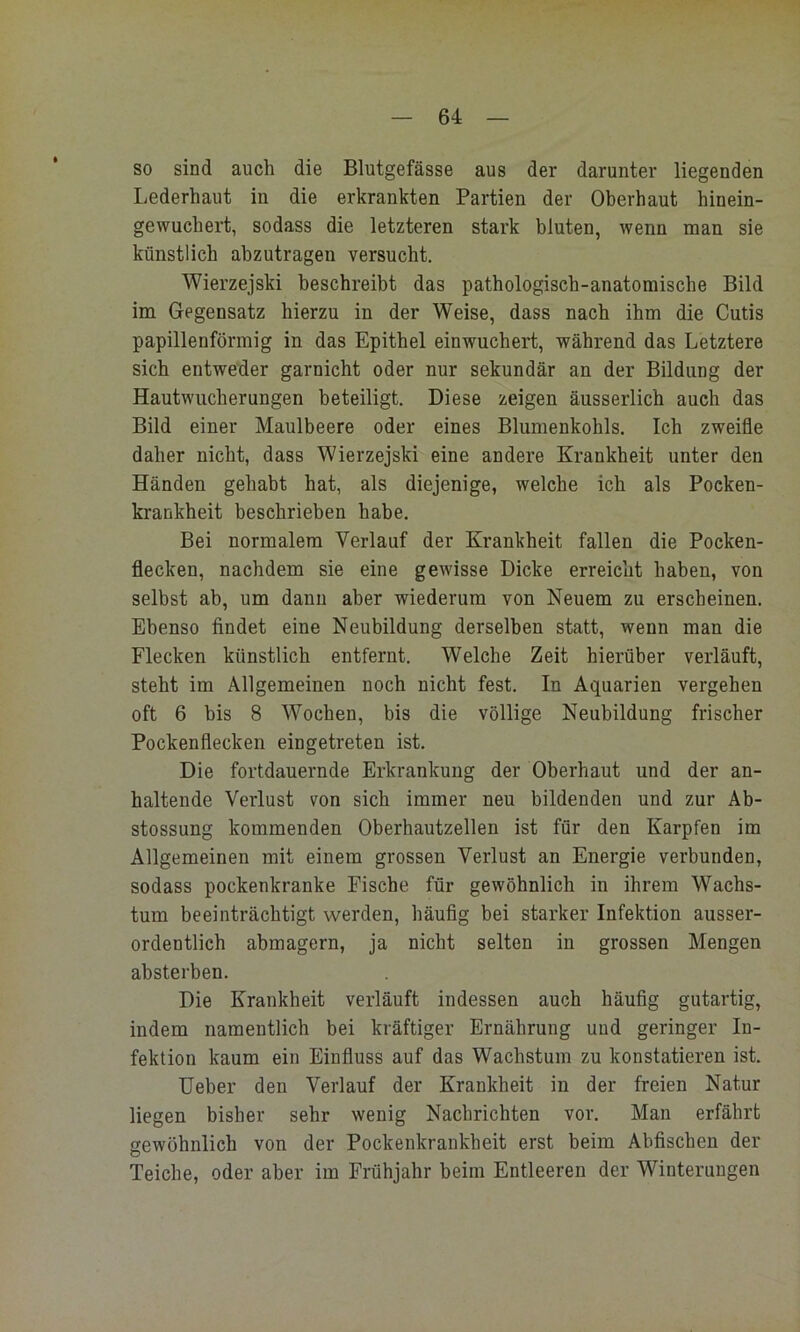 • H so sind auch die Blutgefässe aus der darunter liegenden Lederhaut in die erkrankten Partien der Oberhaut hinein- gewuchert, sodass die letzteren stark bluten, wenn man sie künstlich abzutragen versucht. Wierzejski beschreibt das pathologisch-anatomische Bild im Gegensatz hierzu in der Weise, dass nach ihm die Cutis papillenförmig in das Epithel einwuchert, während das Letztere sich entweder garnicht oder nur sekundär an der Bildung der Hautwucherungen beteiligt. Diese zeigen äusserlich auch das Bild einer Maulbeere oder eines Blumenkohls. Ich zweifle daher nicht, dass Wierzejski eine andere Krankheit unter den Händen gehabt hat, als diejenige, welche ich als Pocken- krankheit beschrieben habe. Bei normalem Verlauf der Krankheit fallen die Pocken- flecken, nachdem sie eine gewisse Dicke erreicht haben, von selbst ab, um dann aber wiederum von Neuem zu erscheinen. Ebenso findet eine Neubildung derselben statt, wenn man die Flecken künstlich entfernt. Welche Zeit hierüber verläuft, steht im Allgemeinen noch nicht fest. In Aquarien vergehen oft 6 bis 8 Wochen, bis die völlige Neubildung frischer Pockenflecken eingetreten ist. Die fortdauernde Erkrankung der Oberhaut und der an- haltende Verlust von sich immer neu bildenden und zur Ab- stossung kommenden Oberhautzellen ist für den Karpfen im Allgemeinen mit einem grossen Verlust an Energie verbunden, sodass pockenkranke Fische für gewöhnlich in ihrem Wachs- tum beeinträchtigt werden, häuflg bei starker Infektion ausser- ordentlich abmagern, ja nicht selten in grossen Mengen absterben. Die Krankheit verläuft indessen auch häufig gutartig, indem namentlich bei kräftiger Ernährung und geringer In- fektion kaum ein Einfluss auf das Wachstum zu konstatieren ist. Ueber den Verlauf der Krankheit in der freien Natur liegen bisher sehr wenig Nachrichten vor. Man erfährt gewöhnlich von der Pockenkrankheit erst beim Abfischen der Teiche, oder aber im Frühjahr beim Entleeren der Winterungen