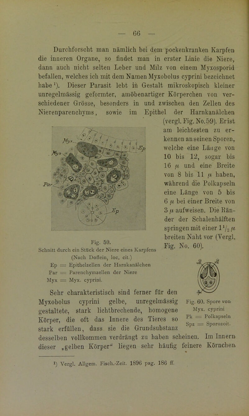 Par^ Durchforscht man nämlich bei dem pockenkranken Karpfen die inneren Organe, so findet man in erster Linie die Niere, dann auch nicht selten Leber und Milz von einem Myxosporid befallen, welches ich mit dem Namen Myxobolus cyprini bezeichnet habe ‘), Dieser Parasit lebt ih Gestalt mikroskopisch kleiner unregelmässig geformter, amöbenartiger Körperchen von ver- schiedener Grösse, besonders in und zwischen den Zellen des Nierenparenchyms, sowie im Epithel der Harnkanälchen (vergl. Fig. No,59). Erist am leichtesten zu er- kennen anseinen Sporen, welche eine Länge von 10 bis 12, sogar bis 16 /.i und eine Breite von 8 bis 11 haben, während die Polkapseln eine Länge von 5 bis 6 fx bei einer Breite von 3 fx aufweisen. Die Bän- der der Schalenhälften springen mit einer 1 */2 !-(■ breiten Naht vor (VergL Fig. No. 60). Schnitt durch ein Stück der Niere eines Karpfens ® ' (Nach Doflein, loc. cit.) Ep = Epithelzellen der Harnkanälchen Par = Parenchymzellen der Niere Myx = Myx. cyprini. Sehr charakteristisch sind ferner für den Myxobolus cyprini gelbe, unregelmässig gestaltete, stark lichtbrechende, homogene Körper, die oft das Innere des Tieres so stark erfüllen, dass sie die Grundsubstanz desselben vollkommen verdrängt zu haben scheinen. Im Innern dieser „gelben Körper liegen sehr häufig feinere Körnchen. Fig. 60. Spore von Myx. cyprini Pk = Polkapseln Spz = Sporozoit. Vergl. Allgem. Fisch.-Zeit. 1896 pag. 186 ff.