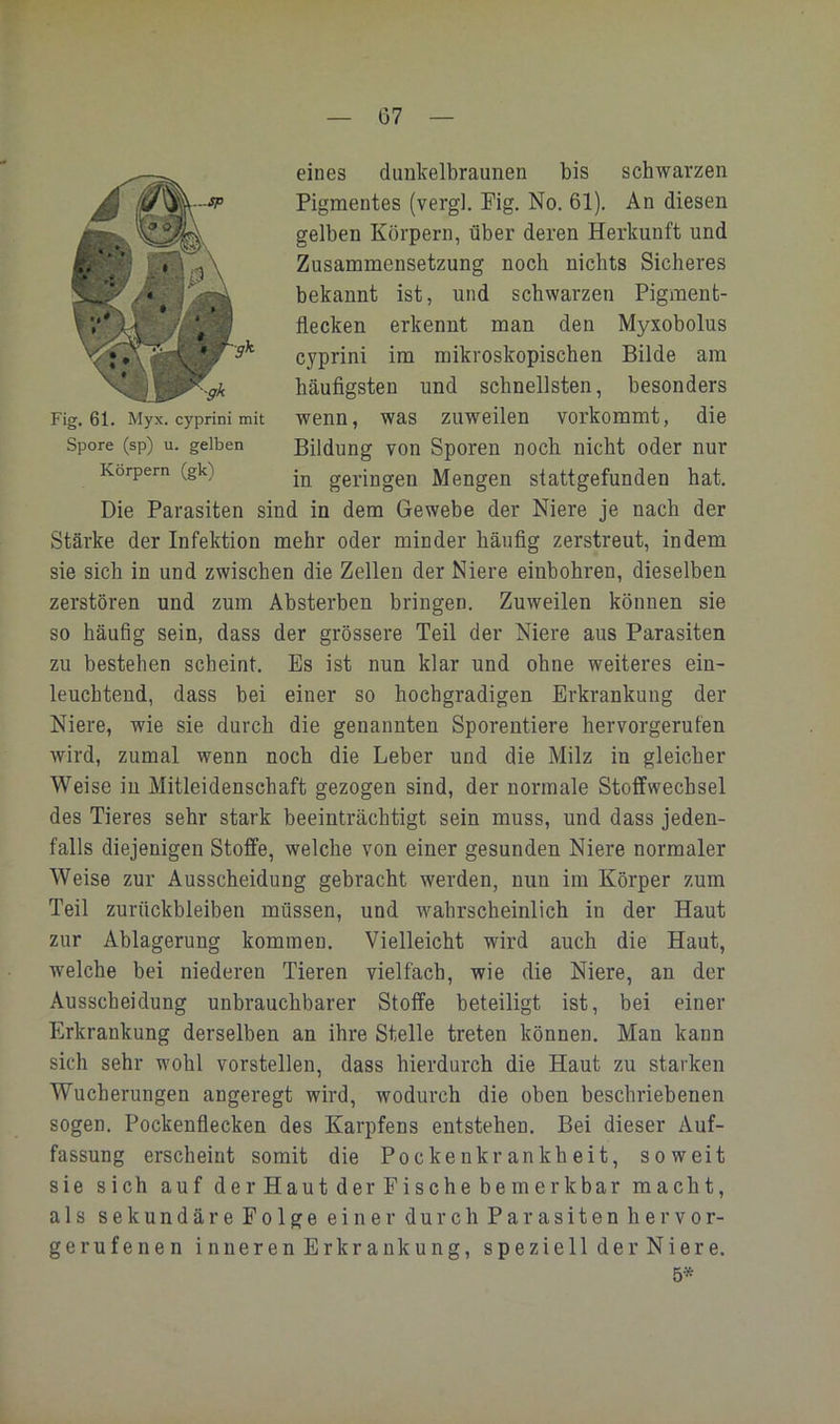 eines dunkelbraunen bis schwarzen Pigmentes (vergl. Pig. No. 61). An diesen gelben Körpern, über deren Herkunft und Zusammensetzung noch nichts Sicheres bekannt ist, und schwarzen Pigment- flecken erkennt man den Myxobolus cyprini im mikroskopischen Bilde am häufigsten und schnellsten, besonders wenn, was zuweilen vorkommt, die Bildung von Sporen noch nicht oder nur in geringen Mengen stattgefunden hat. Die Parasiten sind in dem Gewebe der Niere je nach der Stärke der Infektion mehr oder minder häufig zerstreut, indem sie sich in und zwischen die Zellen der Niere einbohren, dieselben zerstören und zum Absterben bringen. Zuweilen können sie so häufig sein, dass der grössere Teil der Niere aus Parasiten zu bestehen scheint. Es ist nun klar und ohne weiteres ein- leuchtend, dass bei einer so hochgradigen Erkrankung der Niere, wie sie durch die genannten Sporentiere hervorgerufen wird, zumal wenn noch die Leber und die Milz in gleicher Weise in Mitleidenschaft gezogen sind, der normale Stoffwechsel des Tieres sehr stark beeinträchtigt sein muss, und dass jeden- falls diejenigen Stoffe, welche von einer gesunden Niere normaler Weise zur Ausscheidung gebracht werden, nun im Körper zum Teil Zurückbleiben müssen, und wahrscheinlich in der Haut zur Ablagerung kommen. Vielleicht wird auch die Haut, welche bei niederen Tieren vielfach, wie die Niere, an der Ausscheidung unbrauchbarer Stoffe beteiligt ist, bei einer Erkrankung derselben an ihre Stelle treten können. Man kann sich sehr wohl vorstellen, dass hierdurch die Haut zu starken Wucherungen angeregt wird, wodurch die oben beschriebenen sogen. Pockenflecken des Karpfens entstehen. Bei dieser Auf- fassung erscheint somit die Pockenkrankheit, soweit sie sich auf der Haut der Fische be merkbar macht, als sekundäre Folge einer durch Parasiten hervor- gerufenen inneren Erkrankung, speziell der Niere. 5* Fig. 61. Myx. cyprini mit Spore (sp) u. gelben Körpern (gk)