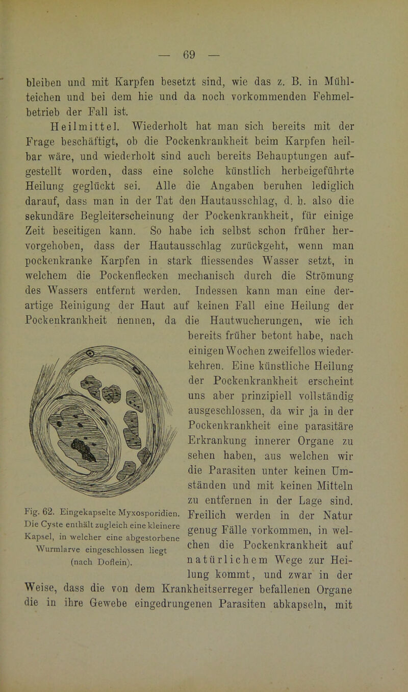 bleiben und mit Karpfen besetzt sind, wie das z. B. in Mühl- teichen und bei dem hie und da noch vorkommenden Fehmel- betrieb der Fall ist. Heilmittel. Wiederholt hat man sich bereits mit der Frage beschäftigt, ob die Pockenkrankheit beim Karpfen heil- bar wäre, und wiederholt sind auch bereits Behauptungen auf- gestellt worden, dass eine solche künstlich herbeigeführte Heilung geglückt sei. Alle die Angaben beruhen lediglich darauf, dass man in der Tat den Hautausschlag, d. h. also die sekundäre Begleiterscheinung der Pockenkrankheit, für einige Zeit beseitigen kann. So habe ich selbst schon früher her- vorgehoben, dass der Hautausschlag zurückgeht, wenn man pockenkranke Karpfen in stark fliessendes Wasser setzt, in welchem die Pockenflecken mechanisch durch die Strömung des Wassers entfernt werden. Indessen kann man eine der- artige Keinigung der Haut auf keinen Fall eine Heilung der Pockenkrankheit nennen, da die Hautwucherungen, wie ich bereits früher betont habe, nach einigen Wochen zweifellos wieder- kehren. Eine künstliche Heilung der Pockenkrankheit erscheint uns aber prinzipiell vollständig ausgeschlossen, da wir ja in der Pockenkrankheit eine parasitäre Erkrankung innerer Organe zu sehen haben, aus welchen wir die Parasiten unter keinen Um- ständen und mit keinen Mitteln zu entfernen in der Lage sind. Fig. 62. Eingekapselte Myxospondien. Freilich werden in der Natur Die Cyste enthält zugleich eine kleinere Kapsel, in welcher eine abgestorbene Wurmlarve eingeschlossen liegt (nach Doflein). genug Fälle Vorkommen, in wel- chen die Pockenkrankheit auf natürlichem Wege zur Hei- lung kommt, und zwar in der Weise, dass die von dem Krankheitserreger befallenen Organe die in ihre Gewebe eingedrungenen Parasiten abkapseln, mit