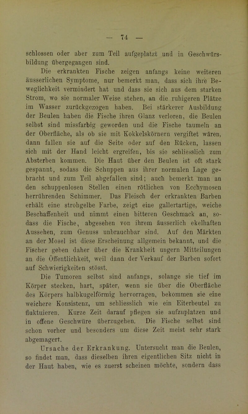 schlossen oder aber zum Teil aufgeplatzt und in Geschwürs- bildung übergegangen sind. Die erkrankten Fische zeigen anfangs keine weiteren äusserlichen Symptome, nur bemerkt man, dass sieh ihre Be- weglichkeit vermindert hat und dass sie sich aus dem starken Strom, wo sie normaler Weise stehen, an die ruhigeren Plätze im Wasser zurückgezogen haben. Bei stärkerer Ausbildung der Beulen haben die Fische ihren Glanz verloren, die Beulen selbst sind missfarbig geworden und die Fische taumeln an der Oberfläche, als ob sie mit Kokkelskörnern vergiftet wären, dann fallen sie auf die Seite oder auf den Rücken, lassen sich mit der Hand leicht ergreifen, bis sie schliesslich zum Absterben kommen. Die Haut über den Beulen ist oft stark gespannt, sodass die Schuppen aus ihrer normalen Lage ge- bracht und zum Teil abgefallen sind; auch bemerkt man an den schuppenlosen Stellen einen rötlichen von Ecchymosen herrührenden Schimmer. Das Fleisch der erkrankten Barben erhält eine strohgelbe Farbe, zeigt eine gallertartige, weiche Beschaffenheit und nimmt einen bitteren Geschmack an, so- dass die Fische, abgesehen von ihrem äusserlich ekelhaften Aussehen, zum Genuss unbrauchbar sind. Auf den Märkten an der Mosel ist diese Erscheinung allgemein bekannt, und die Fischer geben daher über die Krankheit uugern Mitteilungen an die Öffentlichkeit, weil dann der Verkauf der Barben sofort auf Schwierigkeiten stösst. Die Tumoren selbst sind anfangs, solange sie tief im Körper stecken, hart, später, wenn sie über die Oberfläche des Körpers halbkugelförraig hervorragen, bekommen sie eine weichere Konsistenz, um schliesslich wie ein Eiterbeutel zu fluktuieren. Kurze Zeit darauf pflegen sie aufzuplatzen und in offene Geschwüre überzugehen. Die Fische selbst sind schon vorher und besonders um diese Zeit meist sehr stark abgemagert, Ursache der Erkrankung, Untersucht man die Beulen, so findet man, dass dieselben ihren eigentlichen Sitz nicht in der Haut haben, wie es zuerst scheinen möchte, sondern dass