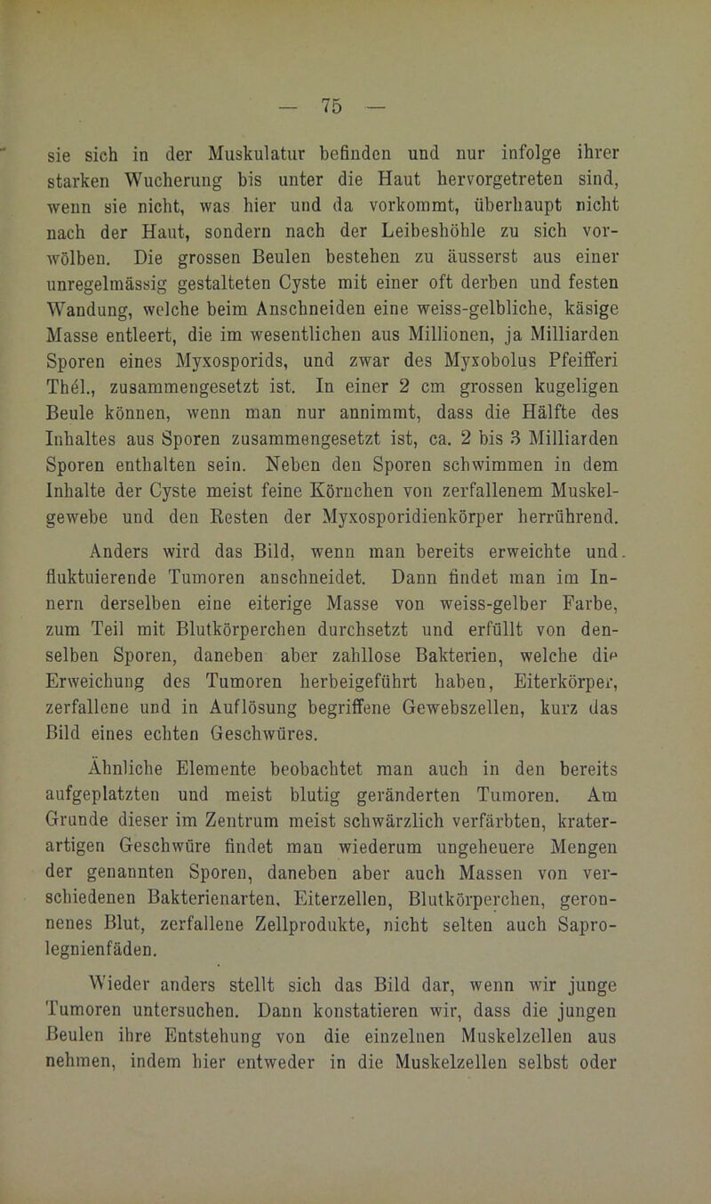 sie sich in der Muskulatur befinden und nur infolge ihrer starken Wucherung bis unter die Haut hervorgetreten sind, wenn sie nicht, was hier und da vorkoramt, überhaupt nicht nach der Haut, sondern nach der Leibeshöhle zu sich vor- wölben. Die grossen Beulen bestehen zu äusserst aus einer unregelmässig gestalteten Cyste mit einer oft derben und festen Wandung, welche beim Anschneiden eine weiss-gelbliche, käsige Masse entleert, die im wesentlichen aus Millionen, ja Milliarden Sporen eines Myxosporids, und zwar des Myxobolus Pfeifferi Thäl., zusammengesetzt ist. In einer 2 cm grossen kugeligen Beule können, wenn man nur annimmt, dass die Hälfte des Inhaltes aus Sporen zusammengesetzt ist, ca. 2 bis 3 Milliarden Sporen enthalten sein. Neben den Sporen schwimmen in dem Inhalte der Cyste meist feine Körnchen von zerfallenem Muskel- gewebe und den Kesten der Myxosporidienkörper herrührend. Anders wird das Bild, wenn man bereits erweichte und. fluktuierende Tumoren ansebneidet. Dann findet man im In- nern derselben eine eiterige Masse von weiss-gelber Farbe, zum Teil mit Blutkörperchen durchsetzt und erfüllt von den- selben Sporen, daneben aber zahllose Bakterien, welche dif Erweichung des Tumoren herbeigeführt haben, Eiterkörper, zerfallene und in Auflösung begriffene Gewebszellen, kurz das Bild eines echten Geschwüres. Ähnliche Elemente beobachtet man auch in den bereits aufgeplatzten und meist blutig geränderten Tumoren. Am Grunde dieser im Zentrum meist schwärzlich verfärbten, krater- artigen Geschwüre findet man wiederum ungeheuere Mengen der genannten Sporen, daneben aber auch Massen von ver- schiedenen Bakterienarten, Eiterzellen, Blutkörperchen, geron- nenes Blut, zerfallene Zellprodukte, nicht selten auch Sapro- legnienfäden. Wieder anders stellt sich das Bild dar, wenn Avir junge Tumoren untersuchen. Dann konstatieren wir, dass die jungen Beulen ihre Entstehung von die einzelnen Muskelzellen aus nehmen, indem hier entweder in die Muskelzellen selbst oder