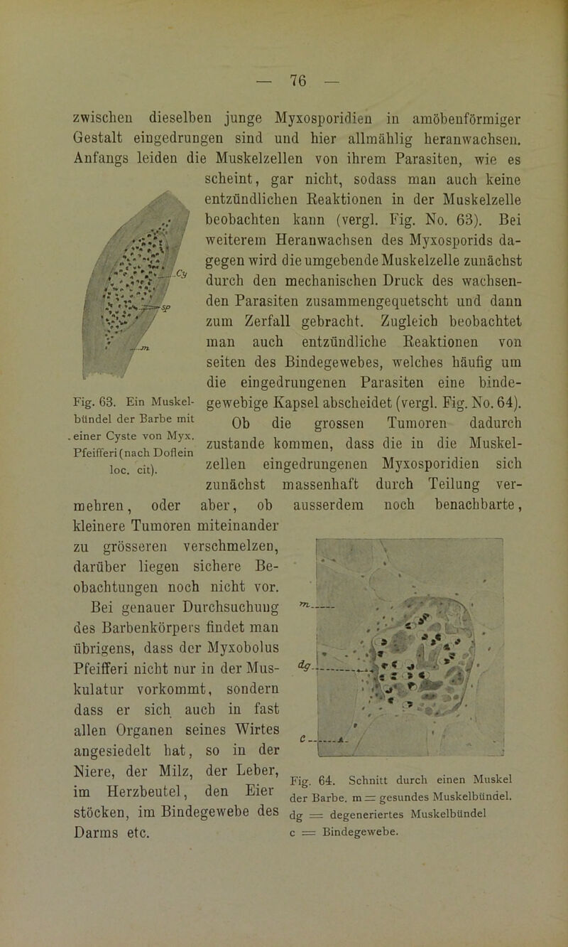 zwischen dieselben junge Myxosporidien in amöbenförmiger Gestalt eingedrungen sind und hier allmäblig beranwachsen. Anfangs leiden die Muskelzellen von ihrem Parasiten, wie es scheint, gar nicht, sodass man auch keine k entzündlichen Eeaktionen in der Muskelzelle beobachten kann (vergl. Fig. No. 63). Bei weiterem Heranwachsen des Myxosporids da- gegen wird die umgebende Muskelzelle zunächst durch den mechanischen Druck des wachsen- den Parasiten zusammengequetscht und dann zum Zerfall gebracht. Zugleich beobachtet man auch entzündliche Reaktionen von seiten des Bindegewebes, w'elches häufig um die eingedrungenen Parasiten eine binde- gewebige Kapsel abscheidet (vergl. Fig. No. 64). Ob die grossen Tumoren dadurch zustande kommen, dass die in die Muskel- zellen eingedrungenen Mjaosporidien sich zunächst massenhaft durch Teilung ver- aber, ob ausserdem r Fig. 63. Ein Muskel- bündel der Barbe mit .einer Cyste von Myx. Pfeifferi (nach Doflein loc. cit). mehren, oder kleinere Tumoren miteinander zu grösseren verschmelzen, darüber liegen sichere Be- obachtungen noch nicht vor. Bei genauer Durchsuchung des Barbenkörpers findet man übrigens, dass der Myxobolus Pfeifferi nicht nur in der Mus- kulatur vorkommt, sondern dass er sich auch in fast allen Organen seines Wirtes an ge sied eit hat, so in der Niere, der Milz, der Leber, im Herzbeutel, den Eier Stöcken, im Bindegewebe des Darms etc. noch benachbarte, Fig. 64. Schnitt durch einen Muskel der Barbe. m= gesundes Muskelbündel, dg = degeneriertes Muskelbündel c = Bindegewebe.