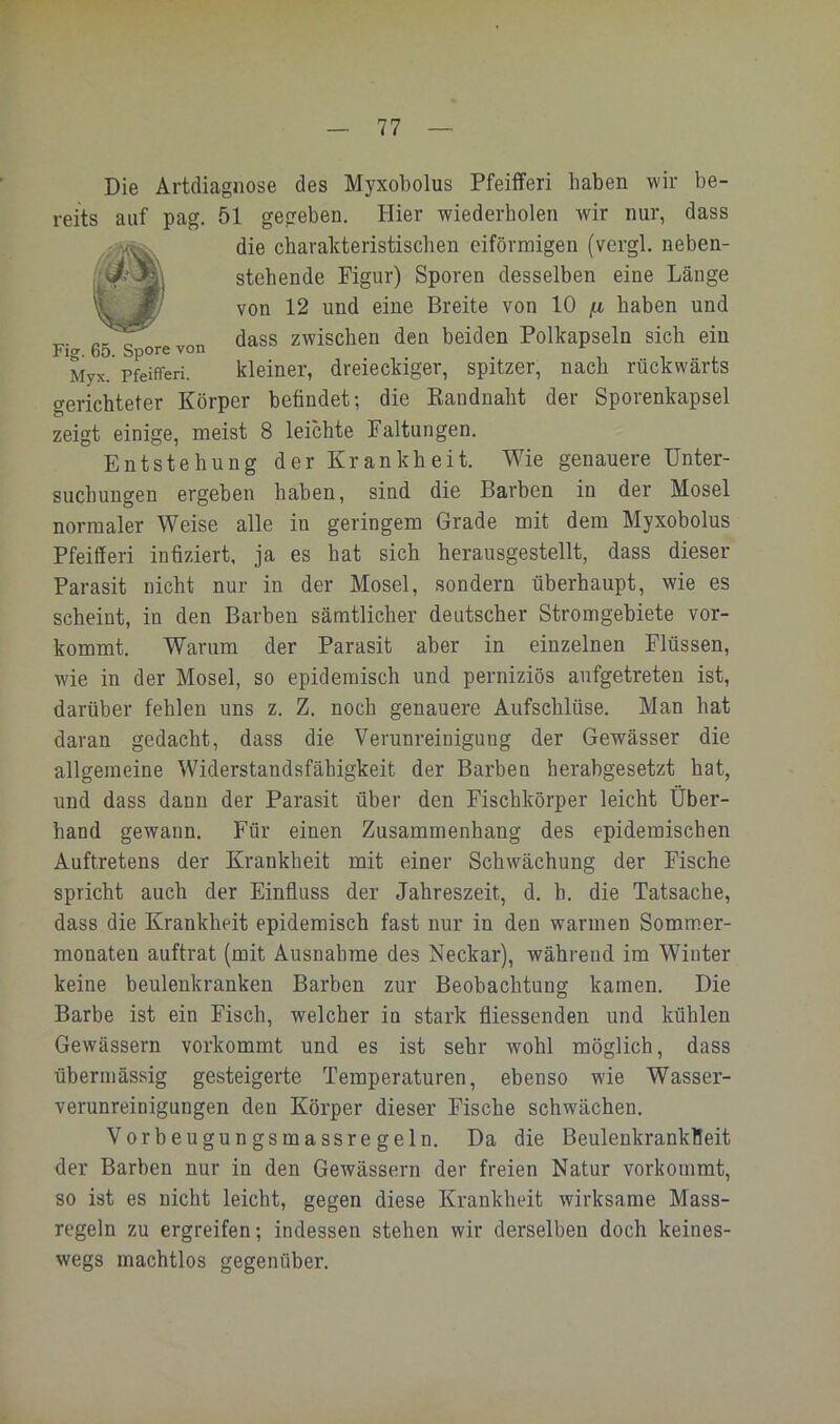 Fig. 65. Spore von Myx. Pfeifferi. Die Artdiagiiose des Myxobolus Pfeifferi haben wir be- reits auf pag. 51 gegeben. Hier wiederholen wir nur, dass die charakteristischen eiförmigen (vergl. neben- stehende Pigur) Sporen desselben eine Länge von 12 und eine Breite von 10 haben und dass zwischen den beiden Polkapseln sich ein kleiner, dreieckiger, spitzer, nach rückwärts gerichteter Körper befindet; die Kanduaht der Sporenkapsel zeigt einige, meist 8 leichte Faltungen. Entstehung der Krankheit. Wie genauere Unter- suchungen ergeben haben, sind die Barben in der Mosel normaler Weise alle in geringem Grade mit dem Myxobolus Pfeifferi infiziert, ja es hat sich herausgestellt, dass dieser Parasit nicht nur in der Mosel, sondern überhaupt, wie es scheint, in den Barben sämtlicher deutscher Stromgebiete vor- kommt. Warum der Parasit aber in einzelnen Flüssen, wie in der Mosel, so epidemisch und perniziös aufgetreten ist, darüber fehlen uns z. Z. noch genauere Aufsehlüse. Man hat daran gedacht, dass die Verunreinigung der Gewässer die allgemeine Widerstandsfähigkeit der Barben herabgesetzt hat, und dass dann der Parasit über den Fischkörper leicht Über- hand gewann. Für einen Zusammenhang des epidemischen Auftretens der Krankheit mit einer Schwächung der Fische spricht auch der Einfluss der Jahreszeit, d. h. die Tatsache, dass die Krankheit epidemisch fast nur in den warmen Somm.er- monaten auftrat (mit Ausnahme des Neckar), während im Winter keine beulenkranken Barben zur Beobachtung kamen. Die Barbe ist ein Fisch, welcher in stark fliessenden und kühlen Gewässern vorkommt und es ist sehr wohl möglich, dass übermässig gesteigerte Temperaturen, ebenso wie Wasser- verunreinigungen den Körper dieser Fische schwächen. Vorbeugungsma SS regeln. Da die Beulenkrankfleit der Barben nur in den Gewässern der freien Natur vorkommt, so ist es nicht leicht, gegen diese Krankheit wirksame Mass- regeln zu ergreifen; indessen stehen wir derselben doch keines- wegs machtlos gegenüber.