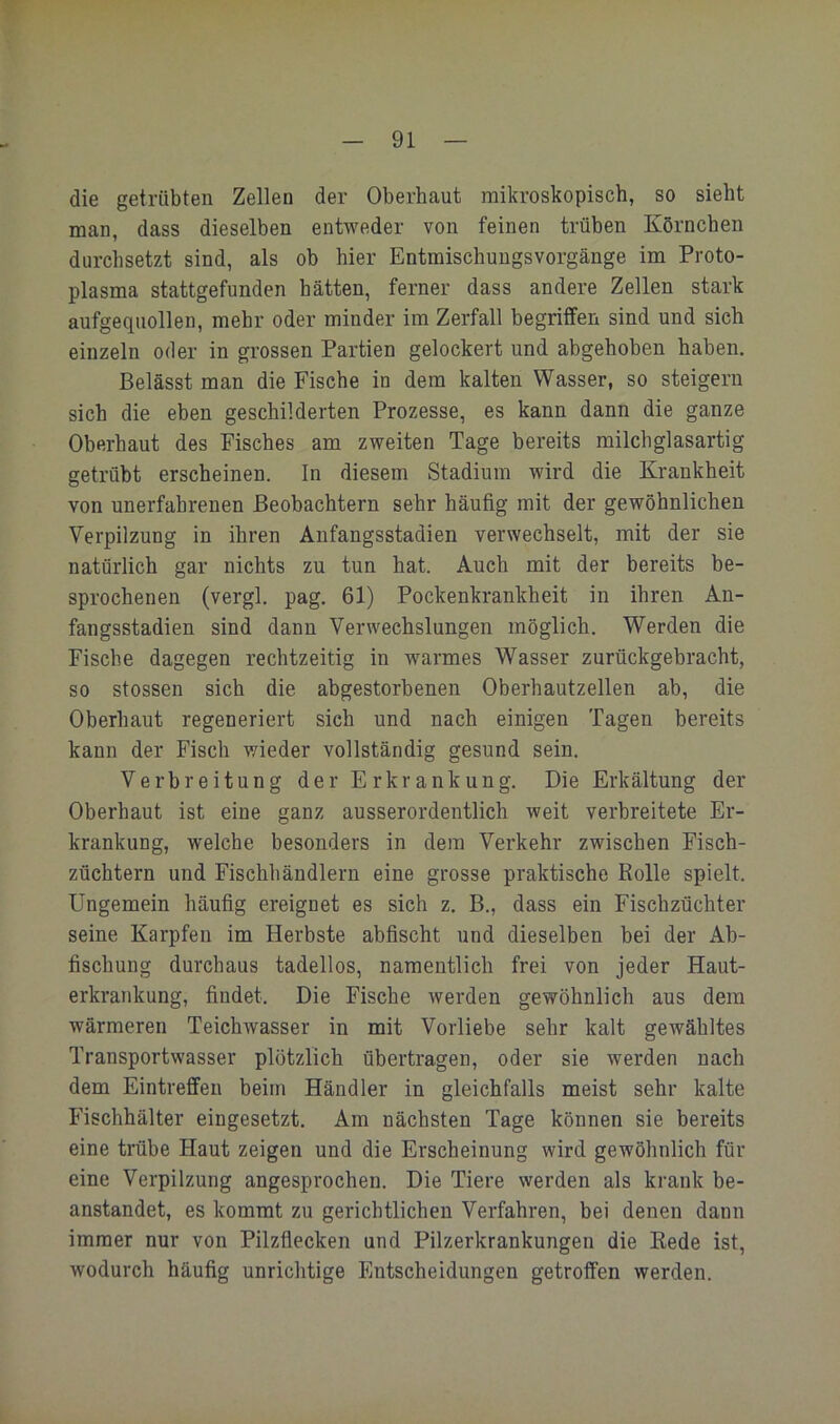 die getrübten Zellen der Oberhaut mikroskopisch, so sieht man, dass dieselben entweder von feinen trüben Körnchen durchsetzt sind, als ob hier Entmischungsvorgänge im Proto- plasma stattgefunden hätten, ferner dass andere Zellen stark aufgequollen, mehr oder minder im Zerfall begriffen sind und sich einzeln oder in grossen Partien gelockert und abgehoben haben. Belässt man die Fische in dem kalten Wasser, so steigern sich die eben geschilderten Prozesse, es kann dann die ganze Oberhaut des Fisches am zweiten Tage bereits milchglasartig getrübt erscheinen, ln diesem Stadium wird die Krankheit von unerfahrenen Beobachtern sehr häufig mit der gewöhnlichen Verpilzung in ihren Anfangsstadien verwechselt, mit der sie natürlich gar nichts zu tun hat. Auch mit der bereits be- sprochenen (vergl. pag. 61) Pockenkrankheit in ihren An- fangsstadien sind dann Verwechslungen möglich. Werden die Fische dagegen rechtzeitig in warmes Wasser zurückgebracht, so stossen sich die abgestorbenen Oberhautzellen ab, die Oberhaut regeneriert sieh und nach einigen Tagen bereits kann der Fisch wieder vollständig gesund sein. Verbreitung der Erkrankung. Die Erkältung der Oberhaut ist eine ganz ausserordentlich weit verbreitete Er- krankung, welche besonders in dem Verkehr zwischen Fisch- züchtern und Fischhändlern eine grosse praktische Rolle spielt. Ungemein häufig ereignet es sich z. B., dass ein Fischzüchter seine Karpfen im Herbste abfischt und dieselben bei der Ab- fischung durchaus tadellos, namentlich frei von jeder Haut- erkrankung, findet. Die Fische werden gewöhnlich aus dem wärmeren Teichwasser in mit Vorliebe sehr kalt gewähltes Transportwasser plötzlich übertragen, oder sie werden nach dem Eintreffen beim Händler in gleichfalls meist sehr kalte Fischhälter eingesetzt. Am nächsten Tage können sie bereits eine trübe Haut zeigen und die Erscheinung wird gewöhnlich für eine Verpilzung angesprochen. Die Tiere werden als krank be- anstandet, es kommt zu gerichtlichen Verfahren, bei denen dann immer nur von Pilzfiecken und Pilzerkrankungen die Rede ist, wodurch häufig unrichtige Entscheidungen getroffen werden.