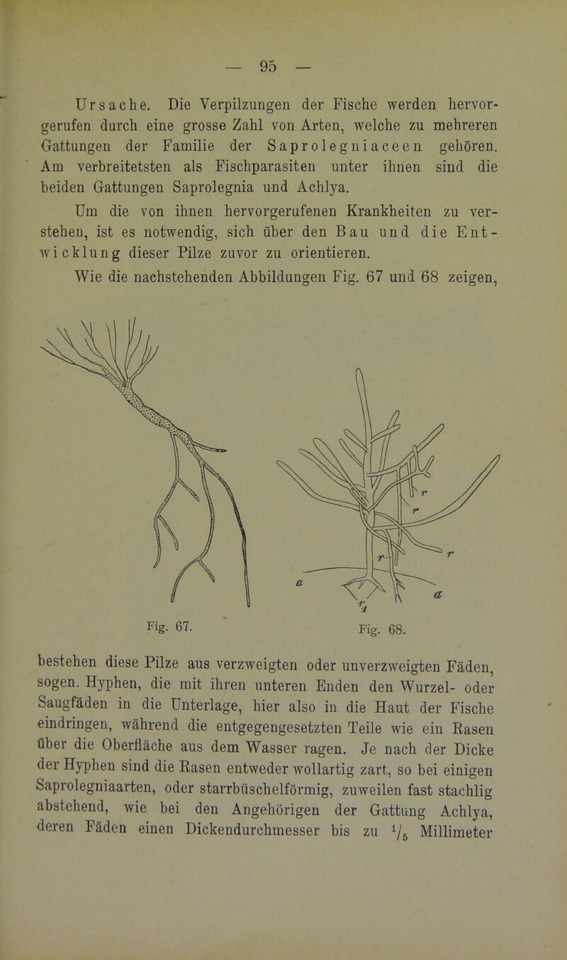 Ursache. Die Verpilzungeii der Fische werden hervor- gerufen durch eine grosse Zahl von Arten, welche zu mehreren Gattungen der Familie der Saprolegniaceen gehören. Am verbreitetsten als Fischparasiten unter ihnen sind die beiden Gattungen Saprolegnia und Achlya. Um die von ihnen hervorgerufenen Krankheiten zu ver- stehen, ist es notwendig, sich über den Bau und die Ent- wicklung dieser Pilze zuvor zu orientieren. Wie die nachstehenden Abbildungen Fig. 67 und 68 zeigen. bestehen diese Pilze aus verzweigten oder unverzweigten Fäden, sogen. Hyphen, die mit ihren unteren Enden den Wurzel- oder Saugfäden in die Unterlage, hier also in die Haut der Fische eindringen, während die entgegengesetzten Teile wie ein Rasen über die Oberfläche aus dem Wasser ragen. Je nach der Dicke der Hyphen sind die Rasen entweder wollartig zart, so bei einigen Saprolegniaarten, oder starrbüsehelförmig, zuweilen fast stachlig abstehend, wie bei den Angehörigen der Gattung Achlya, deren Fäden einen Dickendurchinesser bis zu Millimeter Fig. 67. Fig. 68.