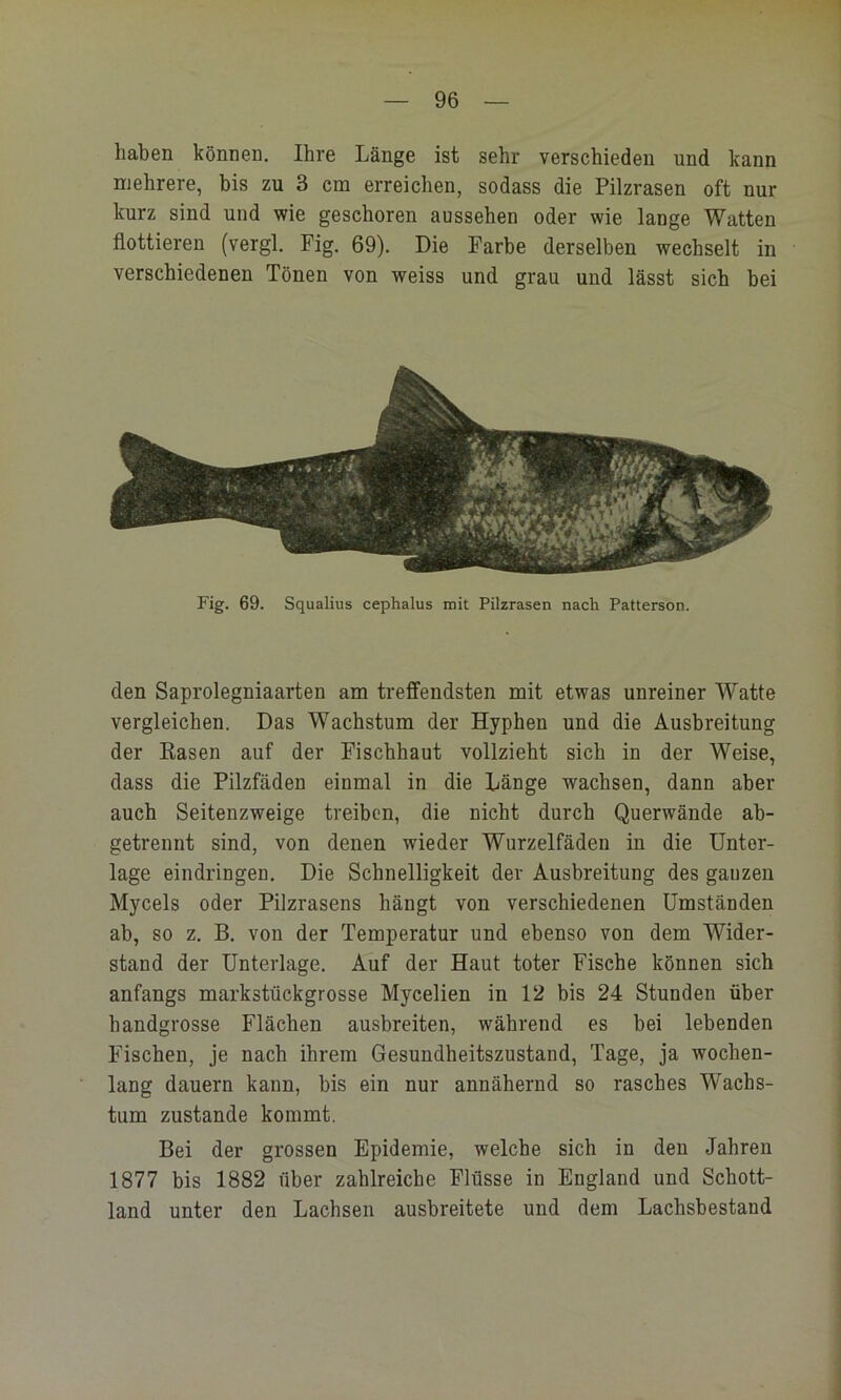 haben können. Ihre Länge ist sehr verschieden und kann mehrere, bis zu 3 cm erreichen, sodass die Pilzrasen oft nur kurz sind und wie geschoren aussehen oder wie lange Watten flottieren (vergl. Fig, 69). Die Farbe derselben wechselt in verschiedenen Tönen von weiss und grau und lässt sich bei Fig. 69. Squalius cephalus mit Pilzrasen nach Patterson. den Saprolegniaarten am treffendsten mit etwas unreiner Watte vergleichen. Das Wachstum der Hyphen und die Ausbreitung der Käsen auf der Fischhaut vollzieht sich in der Weise, dass die Pilzfäden einmal in die Länge wachsen, dann aber auch Seitenzweige treiben, die nicht durch Querwände ab- getrennt sind, von denen wieder Wurzelfäden in die Unter- lage eindringen. Die Schnelligkeit der Ausbreitung des ganzen Mycels oder Pilzrasens hängt von verschiedenen Umständen ab, so z. B. von der Temperatur und ebenso von dem Wider- stand der Unterlage. Auf der Haut toter Fische können sich anfangs markstückgrosse Mycelien in 12 bis 24 Stunden über handgrosse Flächen ausbreiten, während es bei lebenden Fischen, je nach ihrem Gesundheitszustand, Tage, ja wochen- lang dauern kann, bis ein nur annähernd so rasches Wachs- tum zustande kommt. Bei der grossen Epidemie, welche sich in den Jahren 1877 bis 1882 über zahlreiche Flüsse in England und Schott- land unter den Lachsen ausbreitete und dem Lachsbestand