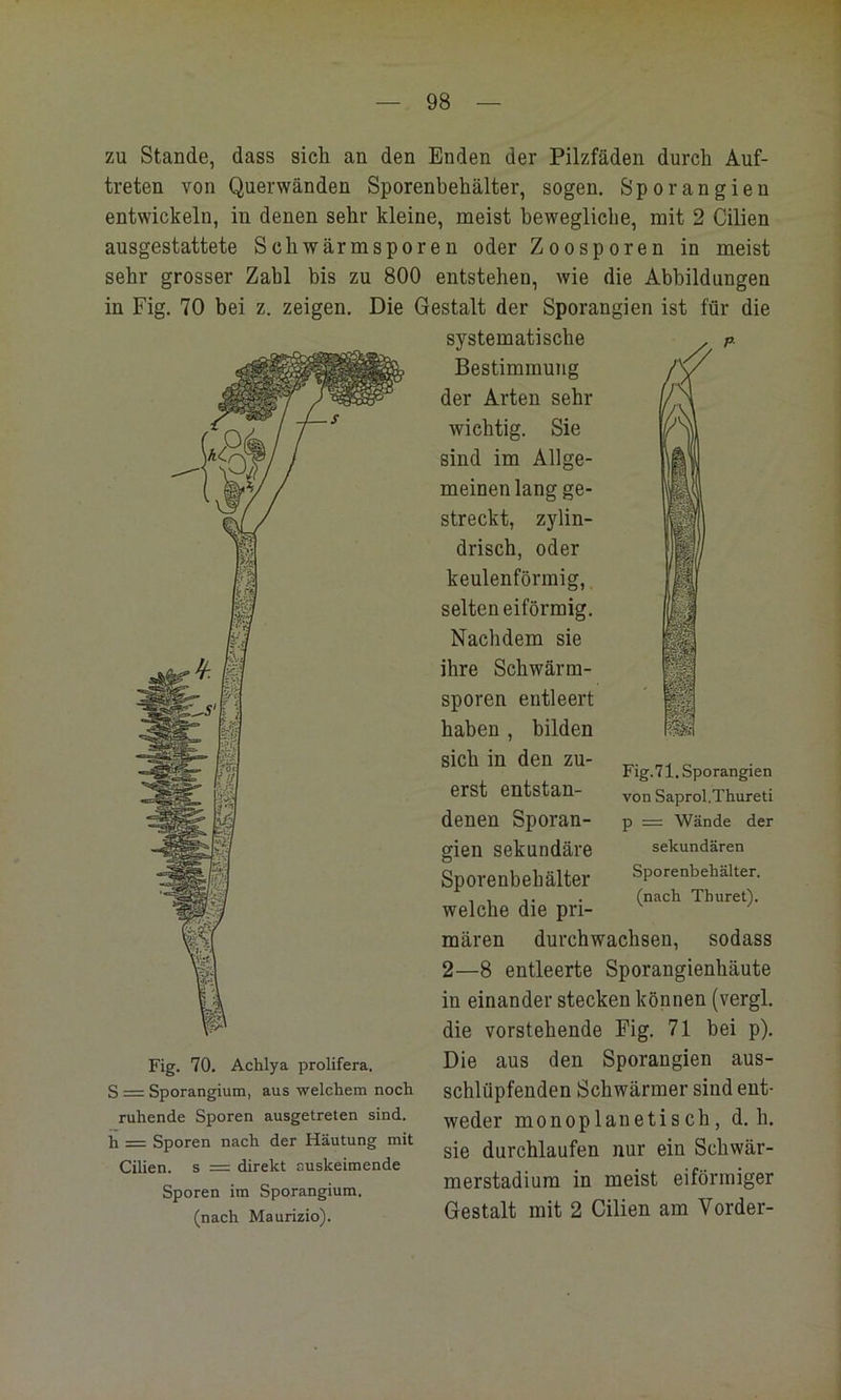 zu Stande, dass sieh an den Enden der Pilzfäden durch Auf- treten von Querwänden Sporenbehälter, sogen. Sporangien entwickeln, in denen sehr kleine, meist bewegliche, mit 2 Cilien ausgestattete Schwärmsporen oder Zoosporen in meist sehr grosser Zahl bis zu 800 entstehen, wie die Abbildungen in Fig. 70 bei z. zeigen. Die Gestalt der Sporangien ist für die systematische Bestimmung der Arten sehr wichtig. Sie sind im Allge- meinenlangge- streckt, zylin- drisch, oder keulenförmig, selten eiförmig. Nachdem sie ihre Schwärm- sporen entleert haben , bilden sich in den zu- erst entstan- denen Sporan- gien sekundäre Sporenbehälter welche die pri- mären durchwachsen, sodass 2—8 entleerte Sporangienhäute in einander stecken können (vergl. die vorstehende Fig. 71 bei p). Die aus den Sporangien aus- schlüpfenden Schwärmer sind ent- weder monoplanetis ch, d. h. sie durchlaufen nur ein Schwär- merstadium in meist eiförmiger Gestalt mit 2 Cilien am Vorder- Fig. 71. Spo rangien von Saprol.Thureti p = Wände der sekundären Sporenbehälter, (nach Thuret). Fig. 70. Achlya prolifera. S = Sporangium, aus welchem noch ruhende Sporen ausgetreten sind, h = Sporen nach der Häutung mit Cilien. s = direkt auskeimende Sporen im Sporangium. (nach Maurizio).