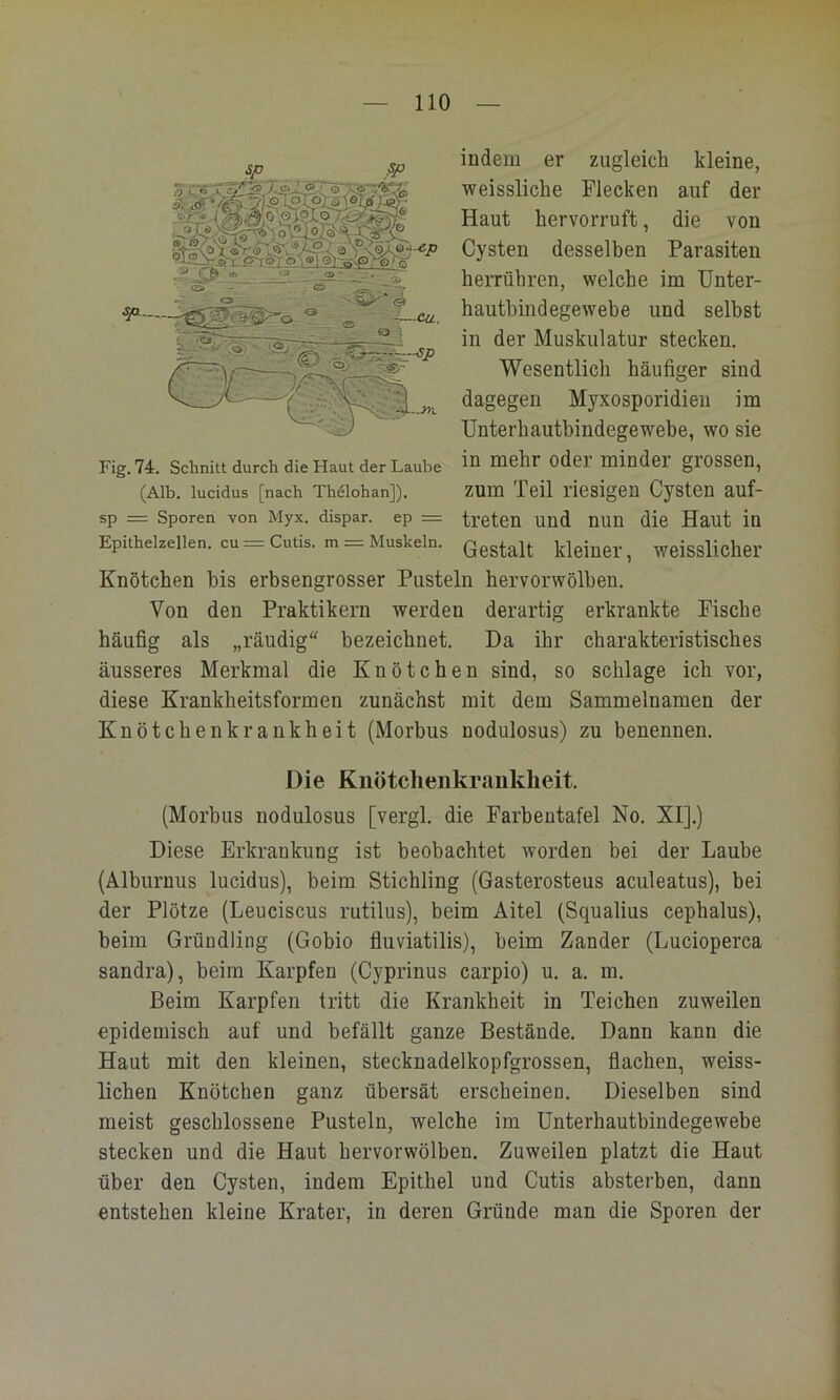 indem er zugleich kleine, weissliche Flecken auf der Haut hervorruft, die von Cysten desselben Parasiten herrühren, welche im TJnter- hautbindegewebe und selbst in der Muskulatur stecken. Wesentlich häufiger sind dagegen Myxosporidien im TJnterhautbindegewebe, wo sie in mehr oder minder grossen, zum Teil riesigen Cysten auf- treten und nun die Haut in Gestalt kleiner, weisslicher Knötchen bis erbsengrosser Pusteln hervorwölben. Von den Praktikern werden derartig erkrankte Fische häufig als „räudig bezeichnet. Da ihr charakteristisches äusseres Merkmal die Knötchen sind, so schlage ich vor, diese Krankheitsformen zunächst mit dem Sammelnamen der Knötchenkrankheit (Morbus nodulosus) zu benennen. Die Knötchenkranklieit. (Morbus nodulosus [vergl. die Farbentafel No. XI].) Diese Erkrankung ist beobachtet worden bei der Laube (Alburnus lucidus), beim Stichling (Gasterosteus aculeatus), bei der Plötze (Leuciscus rutilus), beim Aitel (Squalius cephalus), beim Gründling (Gobio fluviatilis), beim Zander (Lucioperca Sandra), beim Karpfen (Cyprinus carpio) u. a. m. Beim Karpfen tritt die Krankheit in Teichen zuweilen epidemisch auf und befällt ganze Bestände. Dann kann die Haut mit den kleinen, stecknadelkopfgrossen, flachen, weiss- lichen Knötchen ganz übersät erscheinen. Dieselben sind meist geschlossene Pusteln, welche im Unterhautbindegewebe stecken und die Haut hervorwölben. Zuweilen platzt die Haut über den Cysten, indem Epithel und Cutis absterhen, dann entstehen kleine Krater, in deren Gründe man die Sporen der Fig. 74. Schnitt durch die Haut der Laube (Alb. lucidus [nach Th^lohan]). sp = Sporen von Myx. dispar. ep = Epithelzellen, cu = Cutis, m = Muskeln.