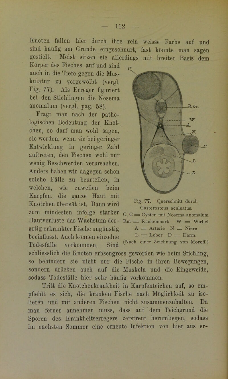 -JO. Knoten fallen hier durch ihre rein weisse Farbe auf und sind häufig am Grunde eingeschnürt, fast könnte man sagen gestielt. Meist sitzen sie allerdings mit breiter Basis dem Körper des Fisches auf und sind auch in die Tiefe gegen die Mus- kulatur zu vorgewölbt (vergl. Fig. 77). Als Erreger figuriert bei den Stichlingen die Nosema anomalum (vergl. pag. 58). Fragt man nach der patho- logischen Bedeutung der Knöt- chen, so darf man wohl sagen, sie werden, wenn sie bei geringer Entwicklung in geringer Zahl auftreten, den Fischen wohl nur wenig Beschwerden verursachen. Anders haben wir dagegen schon solche Fälle zu beurteilen, in welchen, wie zuweilen beim Karpfen, die ganze Haut mit Knötchen übersät ist. Dann wird zum mindesten infolge starker Hautverluste das Wachstum der- artig erkrankter Fische ungünstig beeinflusst. Auch können einzelne Todesfälle verkommen. Sind schliesslich die Knoten erbsengross geworden wie beim Stichling, so behindern sie nicht nur die Fische in ihren Bewegungen, sondern drücken auch auf die Muskeln und die Eingeweide, sodass Todeslälle hier sehr häufig verkommen. Tritt die Knötchenkrankheit in Karpfenteichen auf, so em- pfiehlt es sich, die kranken Fische nach Möglichkeit zu iso- lieren und mit anderen Fischen nicht zusammenzuhalten. Da man ferner annehmen muss, dass auf dem Teichgrund die Fig. 77. Querschnitt durch Gasterosteus aculeatus. C, C = Cysten mit Nosema anomalum Rm = Rückenmark W = Wirbel A = Arterie N - Niere L = Leber D = Darm. (Nach einer Zeichnung von Moroff.) Sporen des Krankheitserregers zerstreut herumliegen, sodass im nächsten Sommer eine erneute Infektion von hier aus er-