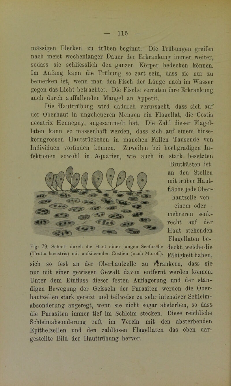 massigen Flecken zu trüben beginnt. Die Trübungen greifen nach meist wochenlanger Dauer der Erkrankung immer weiter, sodass sie schliesslich den ganzen Körper bedecken können. Im Anfang kann die Trübung so zart sein, dass sie nur zu bemerken ist, wenn man den Fisch der Länge nach im Wasser gegen das Licht betrachtet. Die Fische verraten ihre Erkrankung auch durch auffallenden Mangel an Appetit. Die Hauttrübung wird dadurch verursacht, dass sich auf der Oberhaut in ungeheueren Mengen ein Flagellat, die Costia necatrix Henneguy, angesammelt hat. Die Zahl dieser Flagel- laten kann so massenhaft werden, dass sich auf einem hirse- korngrossen Hautstückchen in manchen Fällen Tausende von Individuen vorfinden können. Zuweilen bei hochgradigen In- fektionen sowohl in Aquarien, wie auch in stark besetzten Brutkästen ist an den Stellen mit trüber Haut- fläebe jede Ober- hautzelle von einem oder mehreren senk- recht auf der Haut stehenden Flagellaten be- Fig- 79. Schnitt durch die Haut einer jungen Seeforelle deckt, welche die (Trutta lacustris) mit aufsitzenden Costien (nach Moroff). Fähigkeit haben sich SO fest an der Oberhautzelle zu verankern, dass sie nur mit einer gewissen Gewalt davon entfernt werden können. Unter dem Einfluss dieser festen Auflagerung und der stän- digen Bewegung der Geissein der Parasiten werden die Ober- hautzellen stark gereizt und teilweise zu sehr intensiver Schleim- absonderung angeregt, wenn sie nicht sogar absterben, so dass die Parasiten immer tief im Schleim stecken. Diese reichliche Schleimabsonderung ruft im Verein mit den absterbenden Epithelzellen und den zahllosen Flagellaten das oben dar- gestellte Bild der Hauttrübung hervor. A 7