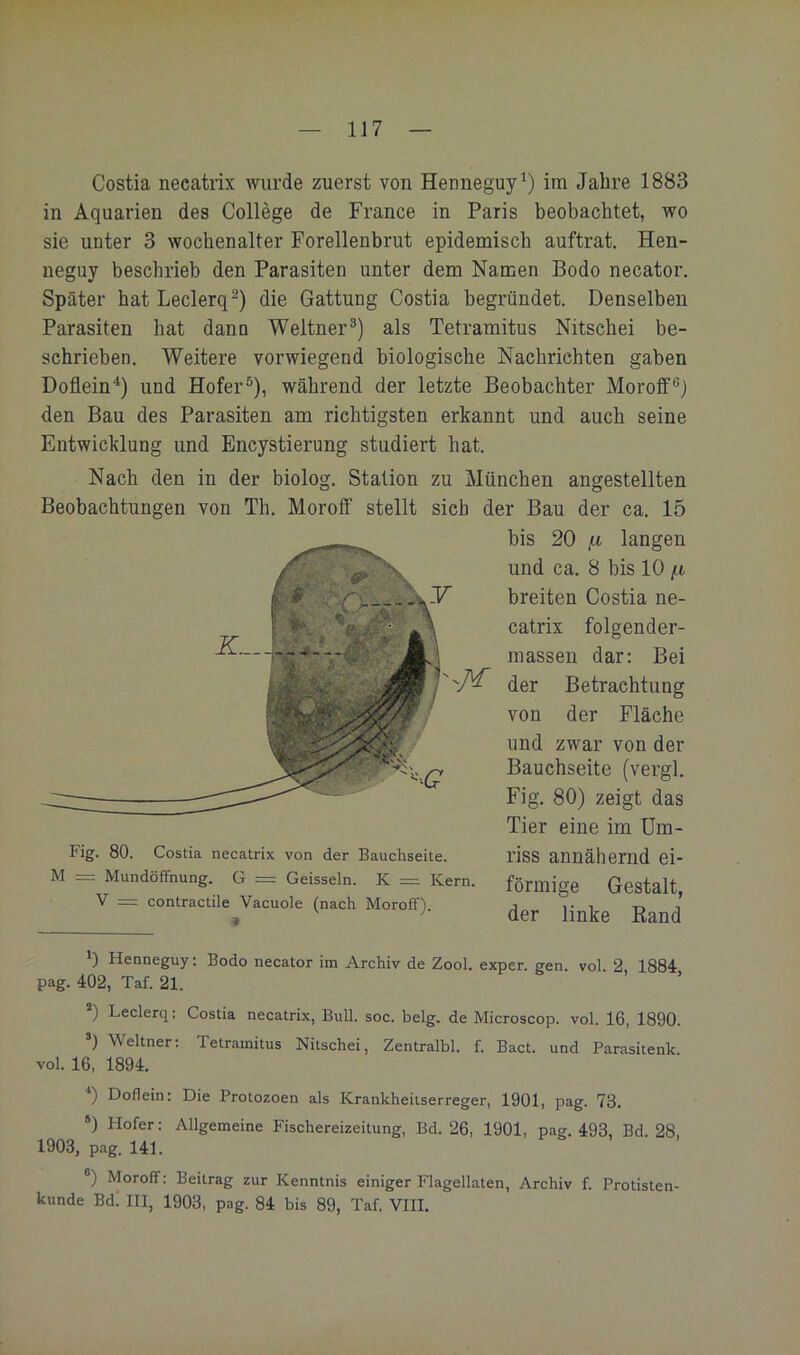 Costia necatrix wurde zuerst von Henneguy im Jahre 1883 in Aquarien des College de France in Paris beobachtet, wo sie unter 3 wochenalter Forellenbrut epidemisch auftrat. Hen- neguy beschrieb den Parasiten unter dem Namen Bodo necator. Später hatLeclerq^) die Gattung Costia begründet. Denselben Parasiten hat dann Weltner^) als Tetramitus Nitschei be- schrieben. Weitere vorwiegend biologische Nachrichten gaben Doflein'^) und Hofer®), während der letzte Beobachter Moroff®) den Bau des Parasiten am richtigsten erkannt und auch seine Entwicklung und Eneystierung studiert hat. Nach den in der biolog. Station zu München angestellten Beobachtungen von Th. Moroff stellt sieb der Bau der ca. 15 bis 20 i-i langen und ca. 8 bis 10 f.i breiten Costia ne- catrix folgender- massen dar: Bei der Betrachtung von der Fläche und zwar von der Bauchseite (vergl. Fig. 80) zeigt das Tier eine im Um- riss annähernd ei- förmige Gestalt, der linke Eand 0 Henneguy: Bodo necator im Archiv de Zool. exper. gen. vol 2 1884 pag. 402, Taf. 21. ) Leclerq: Costia necatrix, Bull. soc. belg, de Microscop. vol. 16, 1890. ’) Weltner: Tetramitus Nitschei, Zentralbl. f. Bact. und Parasitenk vol. 16, 1894. ■* *) Doflein: Die Protozoen als Krankheitserreger, 1901, pag. 73. *) Hofer: Allgemeine Fischereizeitung, Bd. 26, 1901, pag. 493, Bd. 28 1903, pag. 141. ®) Moroff: Beitrag zur Kenntnis einiger Flagellaten, Archiv f. Protisten- kunde Bd! III, 1903, pag. 84 bis 89, Taf. VIII. Fig. 80. Costia necatrix von der Bauchseite. M = Mundöffnung. G = Geissein. K = Kern. V = contractile Vacuole (nach Moroff).