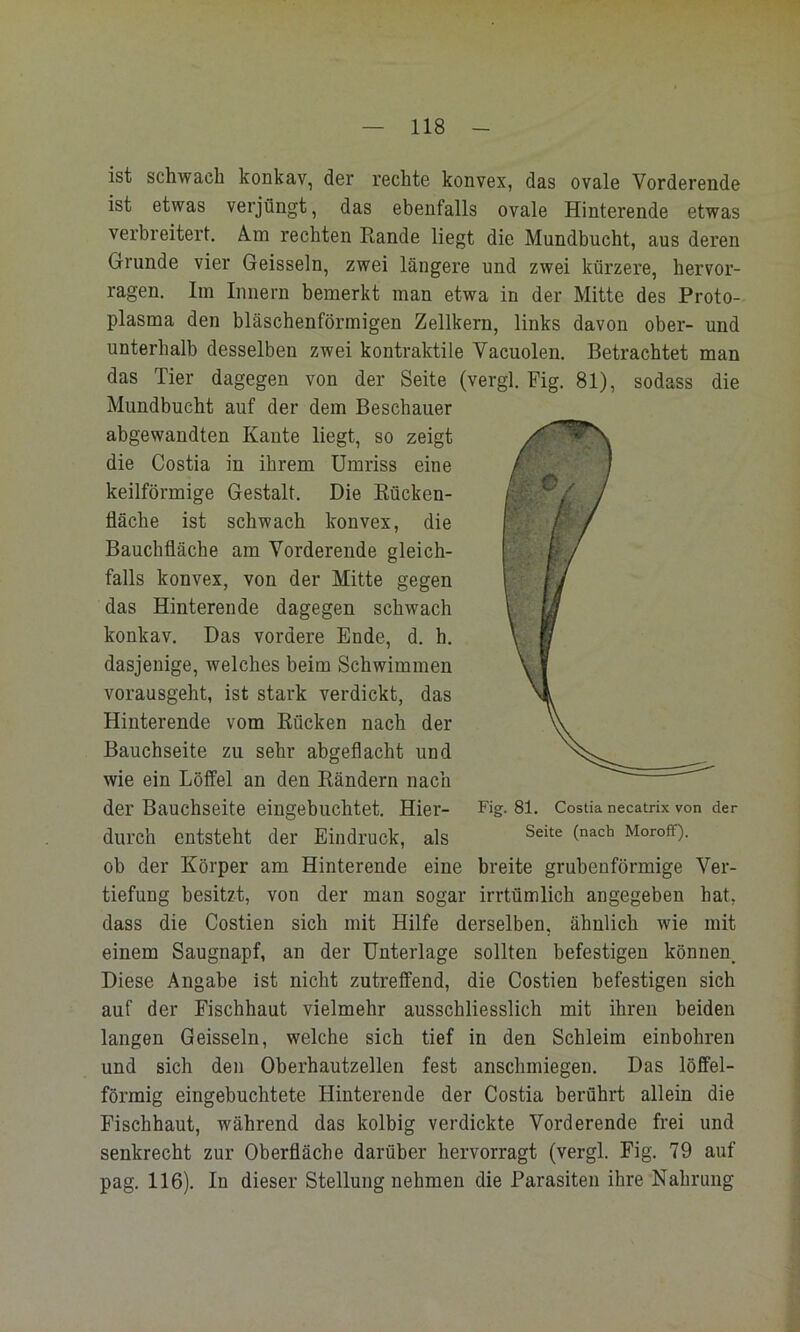 ist schwach konkav, der rechte konvex, das ovale Vorderende ist etwas verjüngt, das ebenfalls ovale Hinterende etwas verbreitert. Ä.m rechten Rande liegt die Mundbucht, aus deren Grunde vier Geissein, zwei längere und zwei kürzere, hervor- ragen. Im Innern bemerkt man etwa in der Mitte des Proto- plasma den bläschenförmigen Zellkern, links davon ober- und unterhalb desselben zwei kontraktile Vacuolen. Betrachtet man das Tier dagegen von der Seite (vergl. Fig. 81), sodass die Mundbucht auf der dem Beschauer abgewandten Kaute liegt, so zeigt die Costia in ihrem Umriss eine keilförmige Gestalt. Die Rücken- Üäche ist schwach konvex, die Bauchfläche am Vorderende gleich- falls konvex, von der Mitte gegen das Hinterende dagegen schwach konkav. Das vordere Ende, d. h. dasjenige, welches beim Schwimmen vorausgeht, ist stark verdickt, das Hinterende vom Rücken nach der Bauchseite zu sehr abgeflacht und wie ein Löffel an den Rändern nach der Bauchseite eingebuchtet. Hier- Fig. 81. Costia necatrix von der durch entsteht der Eindruck, als Moroff). ob der Körper am Hinterende eine breite grubenförmige Ver- tiefung besitzt, von der man sogar irrtümlich angegeben hat, dass die Costien sich mit Hilfe derselben, ähnlich wie mit einem Saugnapf, an der Unterlage sollten befestigen können. Diese Angabe ist nicht zutreffend, die Costien befestigen sich auf der Fischhaut vielmehr ausschliesslich mit ihren beiden langen Geissein, welche sich tief in den Schleim einbohren und sich den Oberhautzellen fest anschmiegen. Das löffel- förmig eingebuchtete Hinterende der Costia berührt allein die Fischhaut, während das kolbig verdickte Vorderende frei und senkrecht zur Oberfläche darüber hervorragt (vergl. Fig. 79 auf pag. 116). In dieser Stellung nehmen die Parasiten ihre Nahrung