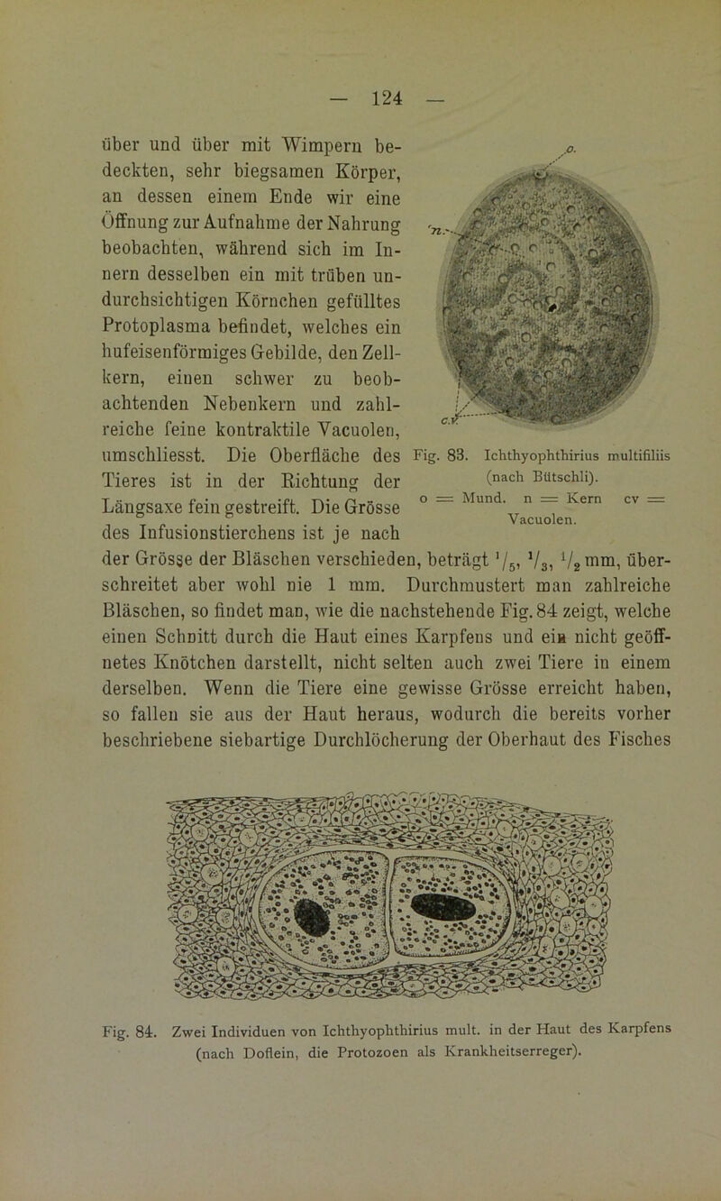 über und über mit Wimpern be- deckten, sehr biegsamen Körper, an dessen einem Ende wir eine Öffnung zur Aufnahme der Nahrung beobachten, während sich im In- nern desselben ein mit trüben un- durchsichtigen Körnchen gefülltes Protoplasma befindet, welches ein hufeisenförmiges Gebilde, den Zell- kern, einen schwer zu beob- achtenden Nebenkern und zahl- reiche feine kontraktile Vacuolen, umschliesst. Die Oberfläche des Fig. 83. Tieres ist in der Dichtung der Längsaxe fein gestreift. Die Grösse des Infusionstierchens ist je nach der Grösse der Bläschen verschieden, beträgt '/51 V3, V2™na, über- schreitet aber wohl nie 1 mm. Durchmustert man zahlreiche Bläschen, so findet man, wie die nachstehende Fig. 84 zeigt, welche einen Schnitt durch die Haut eines Karpfens und eia nicht geöff- netes Knötchen darstellt, nicht selten auch zwei Tiere in einem derselben. Wenn die Tiere eine gewisse Grösse erreicht haben, so fallen sie aus der Haut heraus, wodurch die bereits vorher beschriebene siebartige Durchlöcherung der Oberhaut des Fisches Ichthyophthirius multifiliis (nach Bütschli). o = Mund, n = Kern Vacuolen. cv Fig. 84. Zwei Individuen von Ichthyophthirius mult. in der Haut des Karpfens (nach Doflein, die Protozoen als Krankheitserreger).