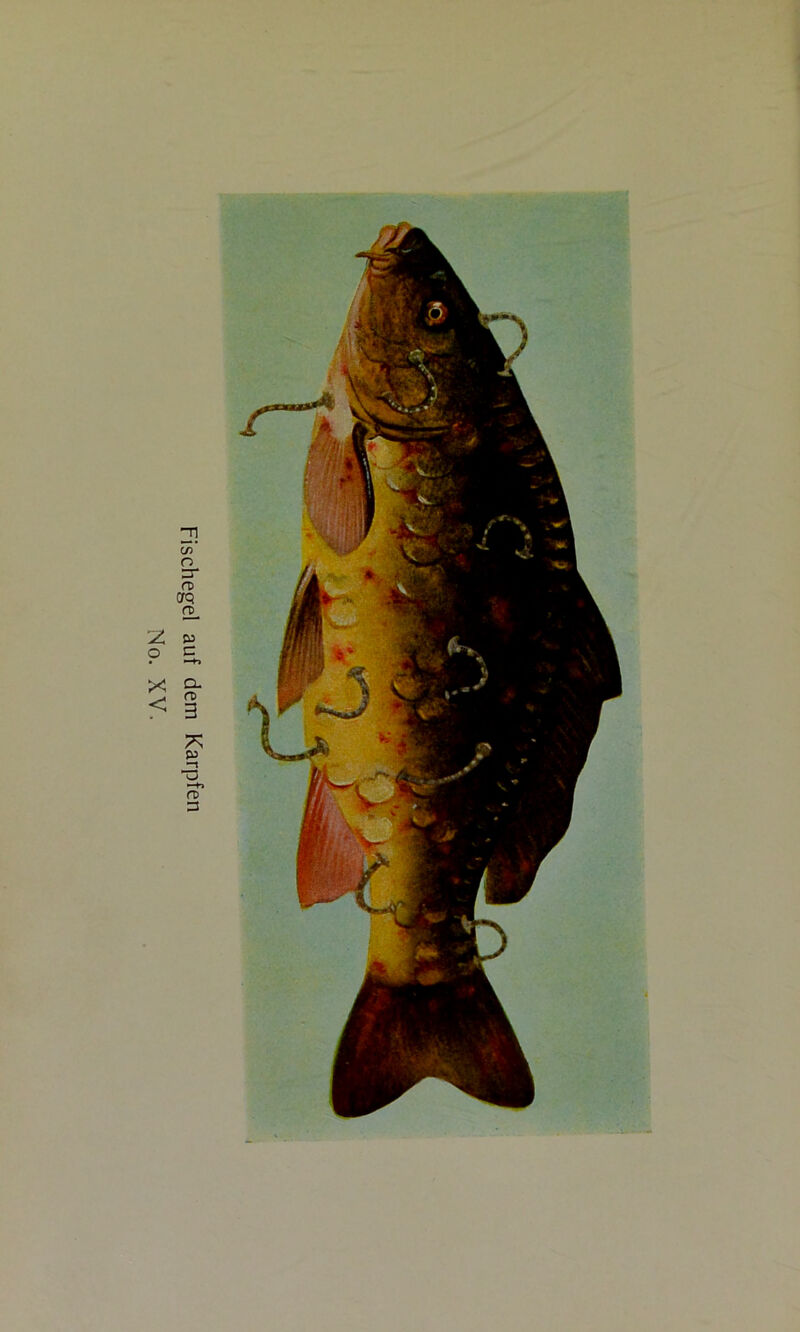 Fischegel