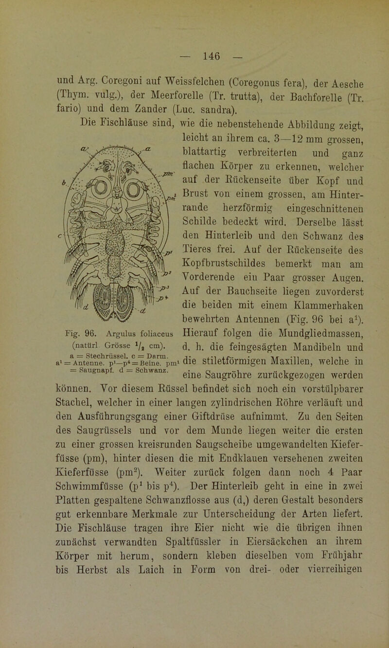 und Aig. Corcgoni auf WaissfGlchGn (Corßgonus fcra), d6r AgscIig (Thyra. vulg.), dGr MGGrforellG (Tr. trutta), dar BachforellG (Tr. fario) und dam Zander (Luc. Sandra). Die Fischläuse sind, wie die nebenstehende Abbildung zeigt, leicht an ihrem ca. 3—12 mm grossen, blattartig verbreiterten und ganz flachen Körper zu erkennen, w'elcher auf der Eückenseite über Kopf und Brust von einem grossen, am Hinter- raude herzförmig eingeschnittenen Schilde bedeckt wird. Derselbe lässt den Hinterleib und den Schwanz des Tieres frei. Auf der Rückenseite des Kopfbrustschildes bemerkt man am Vorderende eiu Paar grosser Augen. Auf der Bauchseite liegen zuvorderst die beiden mit einem Klammerhaken bewehrten Antennen (Fig. 96 bei a^). Hierauf folgen die Mundgliedmassen, d. h. die feingesägten Mandibeln und die stiletförmigen Maxillen, welche in eine Saugröhre zurückgezogen werden können. Vor diesem Rüssel beflndet sich noch ein vorstülpbarer Stachel, welcher in einer langen zylindrischen Röhre verläuft und den Ausführungsgang einer Giftdrüse aufnimmt. Zu den Seiten des Säugrüssels und vor dem Munde liegen weiter die ersten zu einer grossen kreisrunden Saugseheibe umgewandelten Kiefer- füsse (pm), hinter diesen die mit Endklauen versehenen zweiten Kieferfüsse (pm^). Weiter zurück folgen dann noch 4 Paar Schwimmfüsse (p* bis p'^). Der Hinterleib geht in eine in zwei Platten gespaltene Schwanzflosse aus (d,) deren Gestalt besonders gut erkennbare Merkmale zur Unterscheidung der Arten liefert. Die Fischläuse tragen ihre Eier nicht wie die übrigen ihnen zunächst verwandten Spaltfüssler in Eiersäckchen an ihrem Körper mit herum, sondern kleben dieselben vom Frühjahr bis Herbst als Laich in Form von drei- oder vierreihigen Fig. 96. Argulus foliaceus (natürl Grösse */, cm). a = Stechrüssel, c = Darm. a‘ = Antenne. p'—p* = Beine. pm‘ = Saugnapf, d = Schwanz.