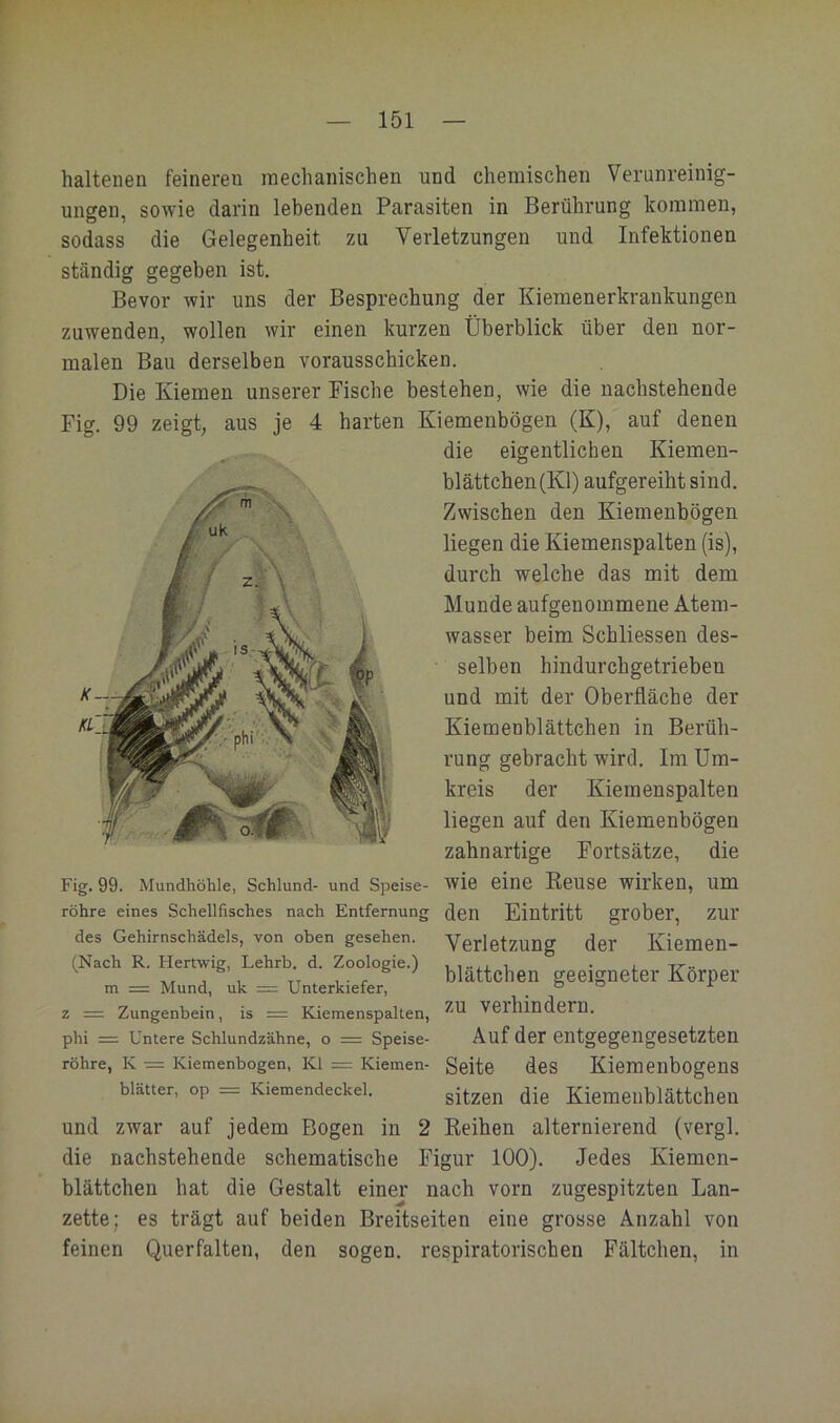 haltenen feineren mechanischen und chemischen Verunreinig- ungen, sowie darin lebenden Parasiten in Berührung kommen, sodass die Gelegenheit zu Verletzungen und Infektionen ständig gegeben ist. Bevor wir uns der Besprechung der Kiemenerkrankungen zuwenden, wollen wir einen kurzen Überblick über den nor- malen Bau derselben vorausschicken. Die Kiemen unserer Fische bestehen, wie die nachstehende Fig. 99 zeigt; aus je 4 harten Kiemenbögen (K), auf denen die eigentlichen Kiemen- blättchen(Kl) aufgereiht sind. Zwischen den Kiemenbögen liegen die Kiemenspalten (is), durch welche das mit dem Munde aufgenommene Atem- wasser beim Schliessen des- selben hindurchgetrieben und mit der Oberfläche der Kiemenblättchen in Berüh- rung gebracht wird. Im Um- kreis der Kiemenspalten liegen auf den Kiemenbögen zahnartige Fortsätze, die wie eine Eeuse wirken, um den Eintritt grober, zur Verletzung der Kiemen- blättchen geeigneter Körper zu verhindern. Auf der entgegengesetzten Seite des Kiemenbogens sitzen die Kiemenblättchen Keihen alternierend (vergl. Fig. 99. Mundhöhle, Schlund- und Speise- röhre eines Schellfisches nach Entfernung des Gehirnschädels, von oben gesehen. (Nach R. Hertwig, Lehrb. d. Zoologie.) m = Mund, uk = Unterkiefer, z = Zungenbein, is = Kiemenspalten, phi = Untere Schlundzähne, o = Speise- röhre, K = Kiemenbogen, Kl = Kiemen- blätter, op = Kiemendeckel. und zwar auf jedem Bogen in 2 die nachstehende schematische Figur 100). Jedes Kiemen- blättchen hat die Gestalt einer nach vorn zugespitzten Lan- zette; es trägt auf beiden Breitseiten eine grosse Anzahl von feinen Querfalten, den sogen, respiratorischen Fältchen, in