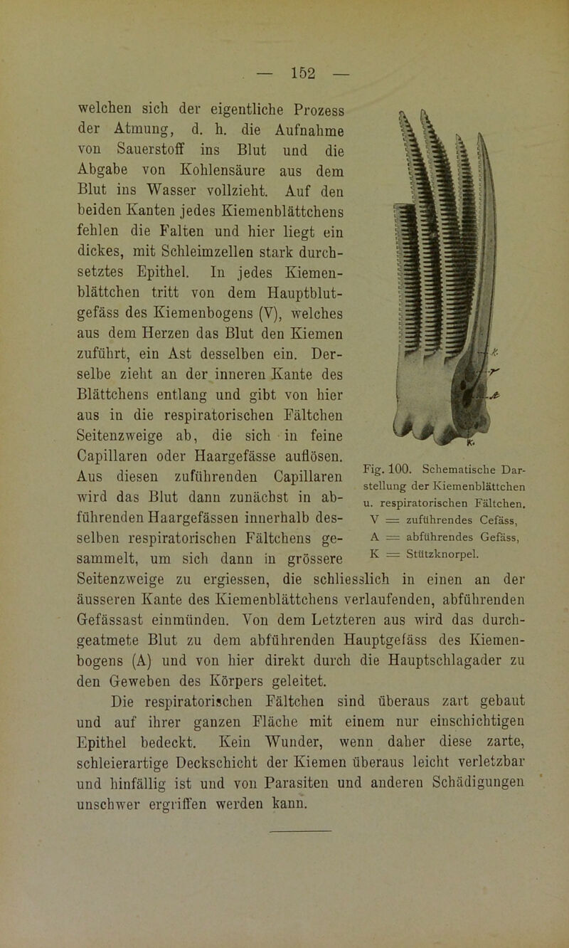 welchen sich der eigentliche Prozess der Atmung, d. h. die Aufnahme von Sauerstoff ins Blut und die Abgabe von Kohlensäure aus dem Blut ins Wasser vollzieht. Auf den beiden Kanten jedes Kiemenblättchens fehlen die h’alten und hier liegt ein dickes, mit Schleimzellen stark durch- setztes Epithel. In jedes Kiemen- blättchen tritt von dem Hauptblut- gefäss des Kiemeubogens (V), welches aus dem Herzen das Blut den Kiemen zuführt, ein Ast desselben ein. Der- selbe zieht au der inneren Kante des Blättchens entlang und gibt von hier aus in die respiratorischen Fältchen Seitenzweige ab, die sich in feine Capillaren oder Haargefässe auflösen. Aus diesen zuführenden Capillaren r>g-100. Sciiematische Dar- Stellung der Kiemenblättchen wird das Blut dann zunächst in ab- respiratorischen Fältchen. führenden Haargefässen innerhalb des- v = zuführendes Cefäss, selben respiratorischen Fältchens ge- a = abführendes Gefass, sammelt, um sich dann in grössere “ stützknorpei. Seitenzweige zu ergiessen, die schliesslich in einen an der äusseren Kante des Kiemenblättchens verlaufenden, abführenden Gefässast einmünden. Von dem Letzteren aus wird das durch- geatmete Blut zu dem abführenden Hauptgefäss des Kiemen- bogens (A) und von hier direkt durch die Hauptschlagader zu den Geweben des Körpers geleitet. Die respiratorischen Fältchen sind überaus zart gebaut und auf ihrer ganzen Fläche mit einem nur einschichtigen Epithel bedeckt. Kein Wunder, wenn daher diese zarte, schleierartige Deckschicht der Kiemen überaus leicht verletzbar und hinfällig ist und von Parasiten und anderen Schädigungen unschwer ergriffen werden kann.