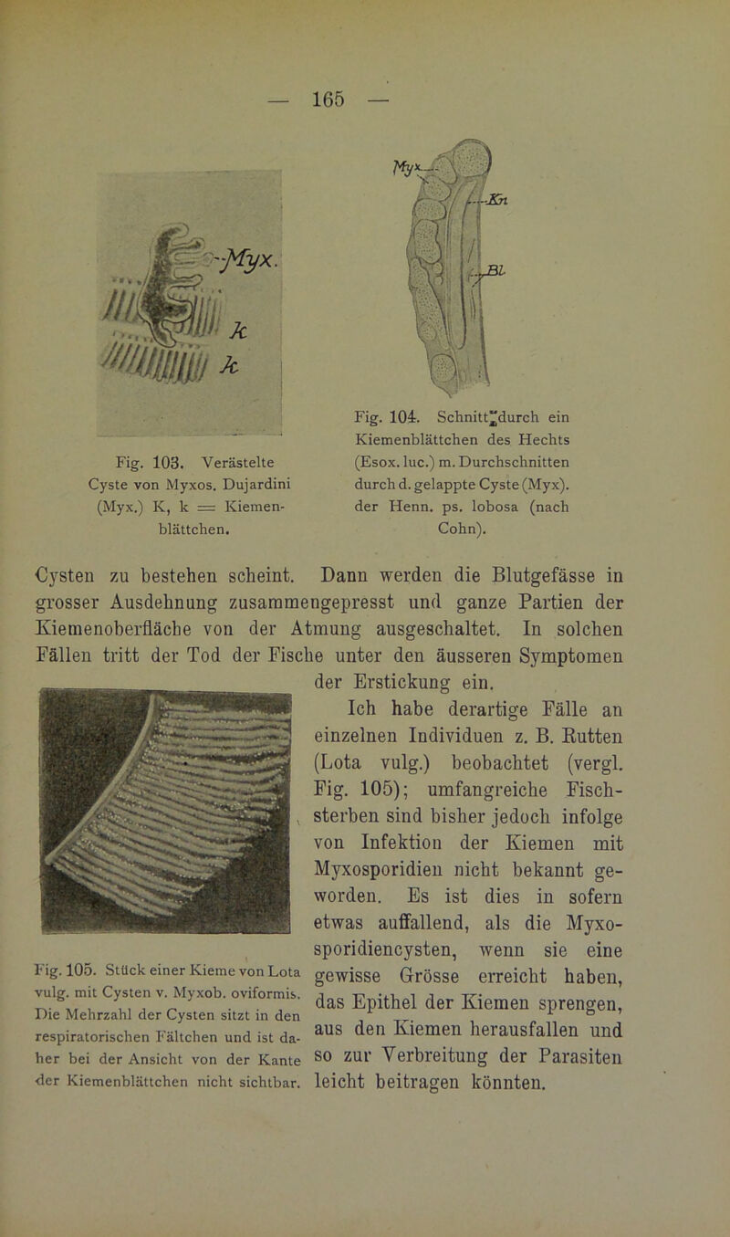Fig. 103. Verästelte Cyste von Myxos. Dujardini (Myx.) K, k = Kiemen- blättchen. Fig. 104:. Schnittdurch ein Kiemenblättchen des Hechts (Esox. luc.) m. Durchschnitten durch d. gelappte Cyste (Myx). der Henn. ps. lobosa (nach Cohn). Cysten zu bestehen scheint. Dann werden die Blutgefässe in grosser Ausdehnung zusaramengepresst und ganze Partien der Kiemenoberfiäche von der Atmung ausgeschaltet. In solchen Fällen tritt der Tod der Fische unter den äusseren Symptomen der Erstickung ein. Ich habe derartige Fälle an einzelnen Individuen z. B. Butten (Lota vulg.) beobachtet (vergl. Fig, 105); umfangreiche Fisch- sterben sind bisher jedoch infolge von Infektion der Kiemen mit Myxosporidien nicht bekannt ge- worden. Es ist dies in sofern etwas auffallend, als die Myxo- sporidiencysten, wenn sie eine gewisse Grösse erreicht haben, das Epithel der Kiemen sprengen, aus den Kiemen herausfallen und Fig. 105. Stück einer Kieme von Lota vulg. mit Cysten v. Myxob. oviformis. Die Mehrzahl der Cysten sitzt in den respiratorischen Fältchen und ist da- her bei der Ansicht von der Kante ^ui' Verbreitung der Parasiten der Kiemenblättchen nicht sichtbar, leicht beitragen könnten.